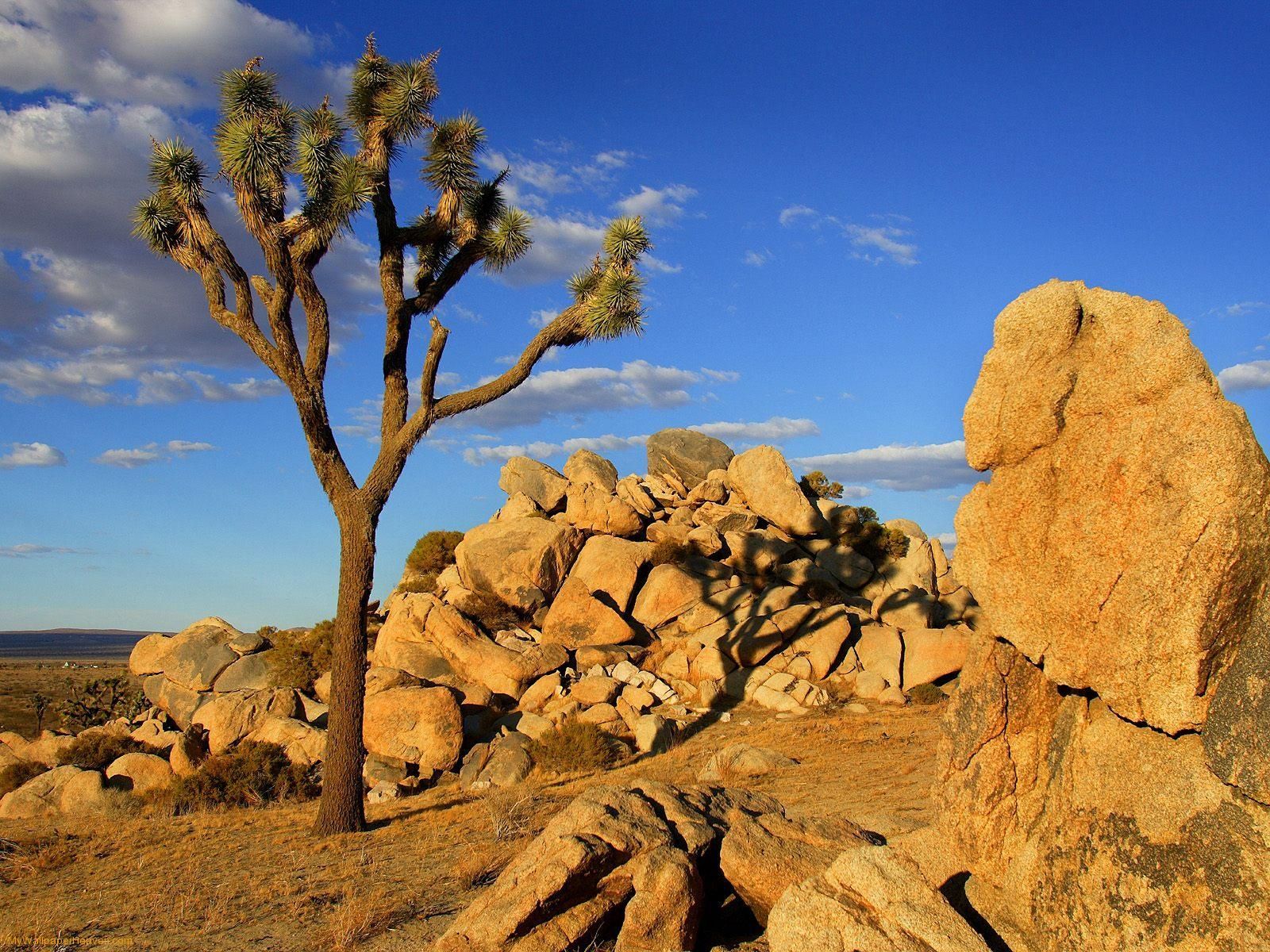 Mojave Desert. Download Nature Scenes wallpaper, 'Joshua Tree