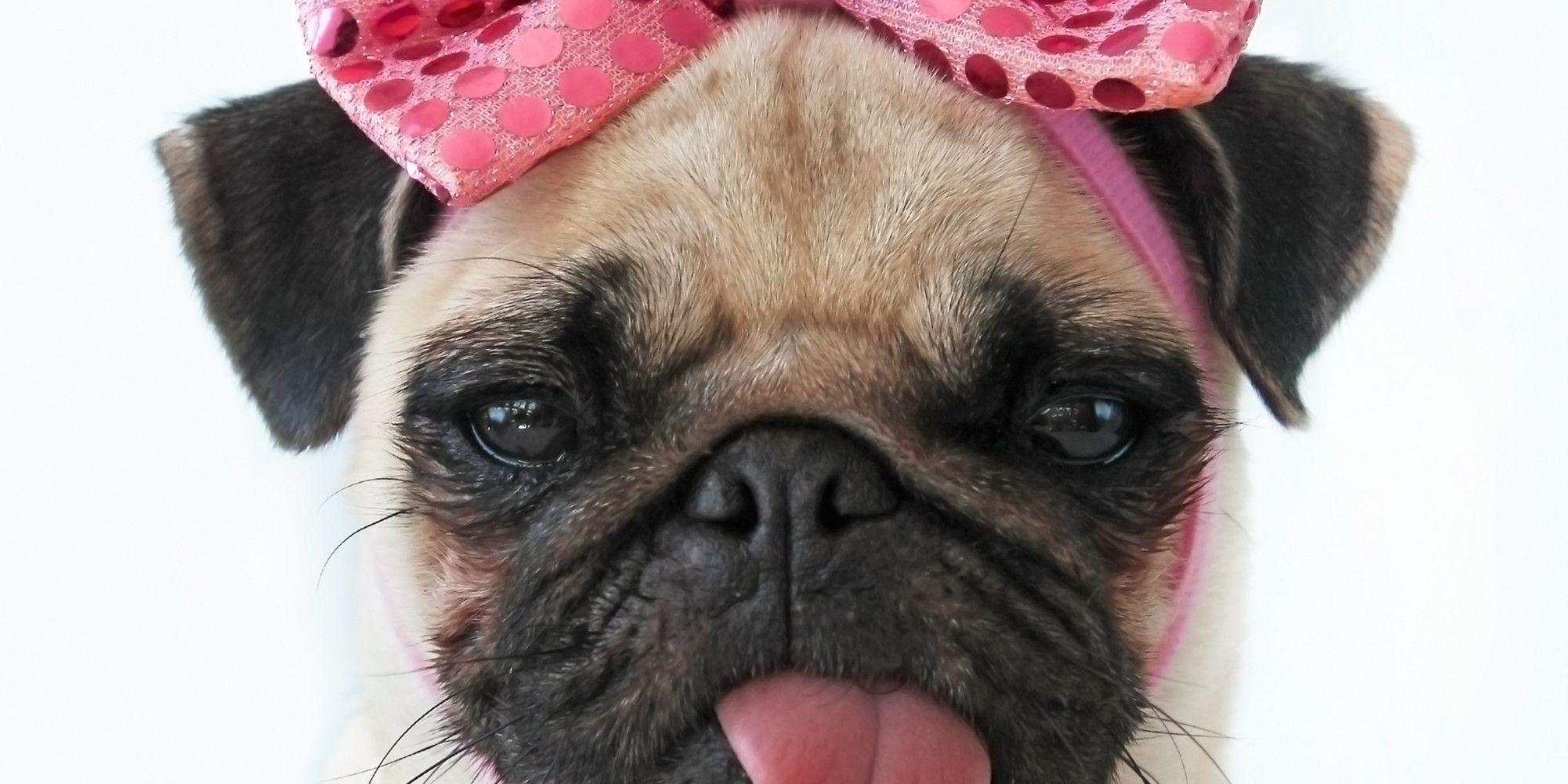 Cute Pug dog with rose bow photo and wallpaper. Beautiful Cute Pug