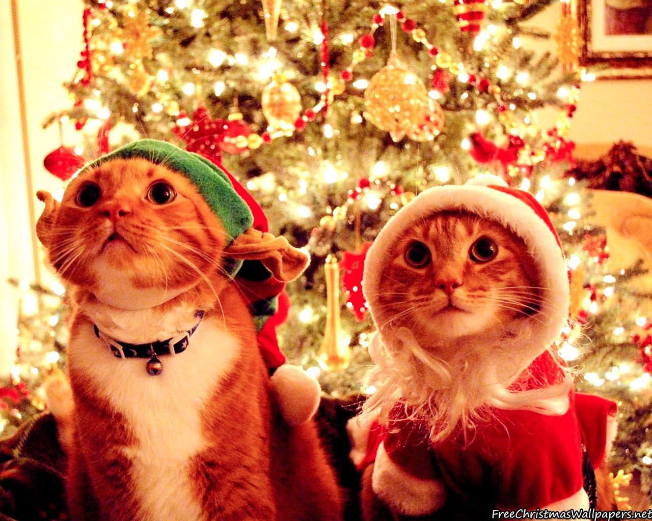 Bad Kitty Christmas. Christmas cats, Christmas animals, Crazy cats