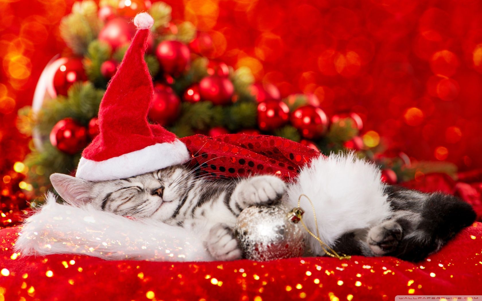 Cute Kitty Wallpaper Christmas
