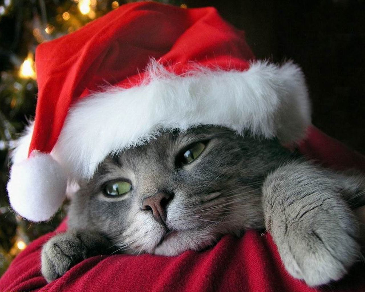 cat, Animals, Feline, Christmas Wallpaper HD / Desktop and Mobile