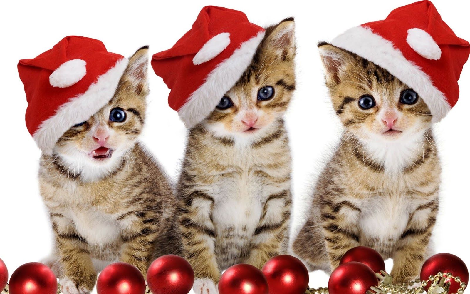 Kitty Christmas Kittens Wallpaper free Download HD