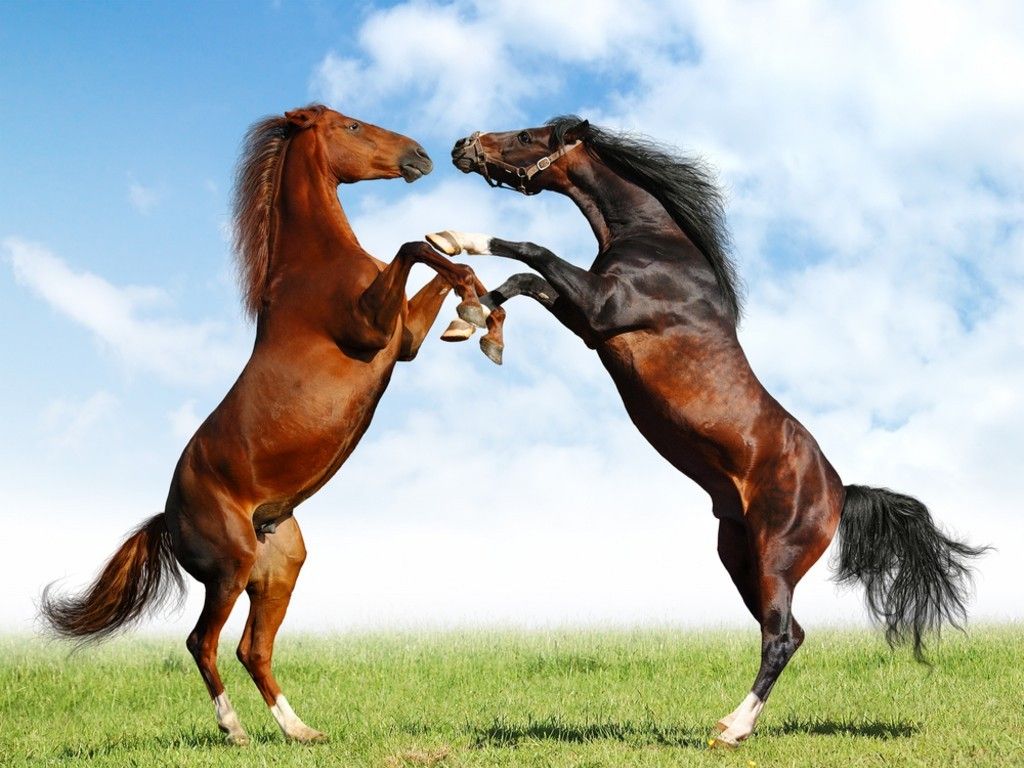 Picture of Horses, Europe Horses Wallpaper