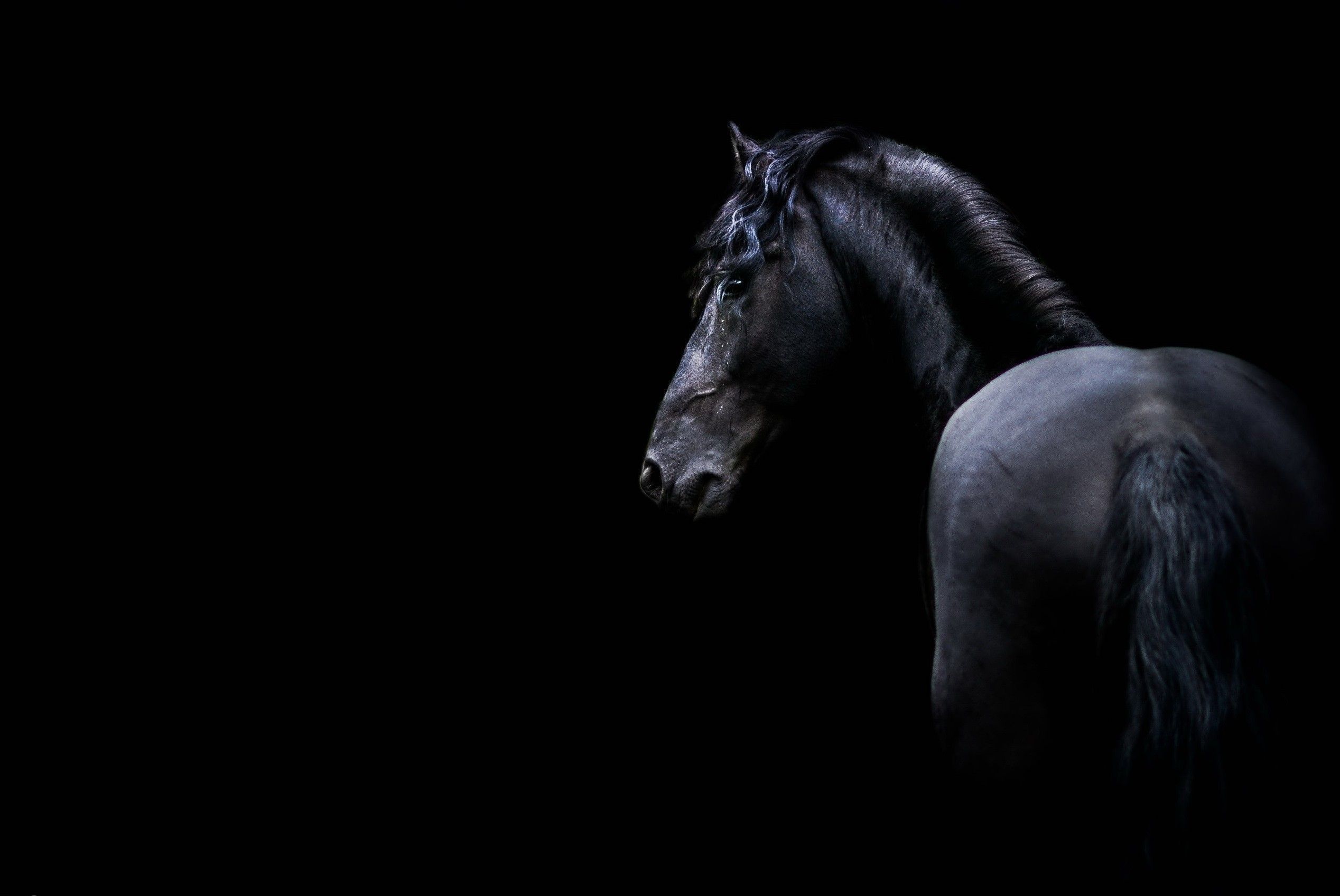Black Horse Wallpaper