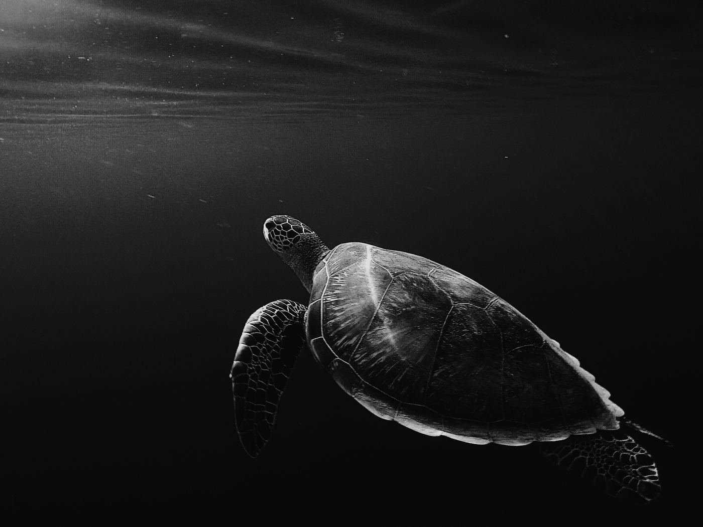 Turtle Oled 4K HD Wallpaper (1400x1050)