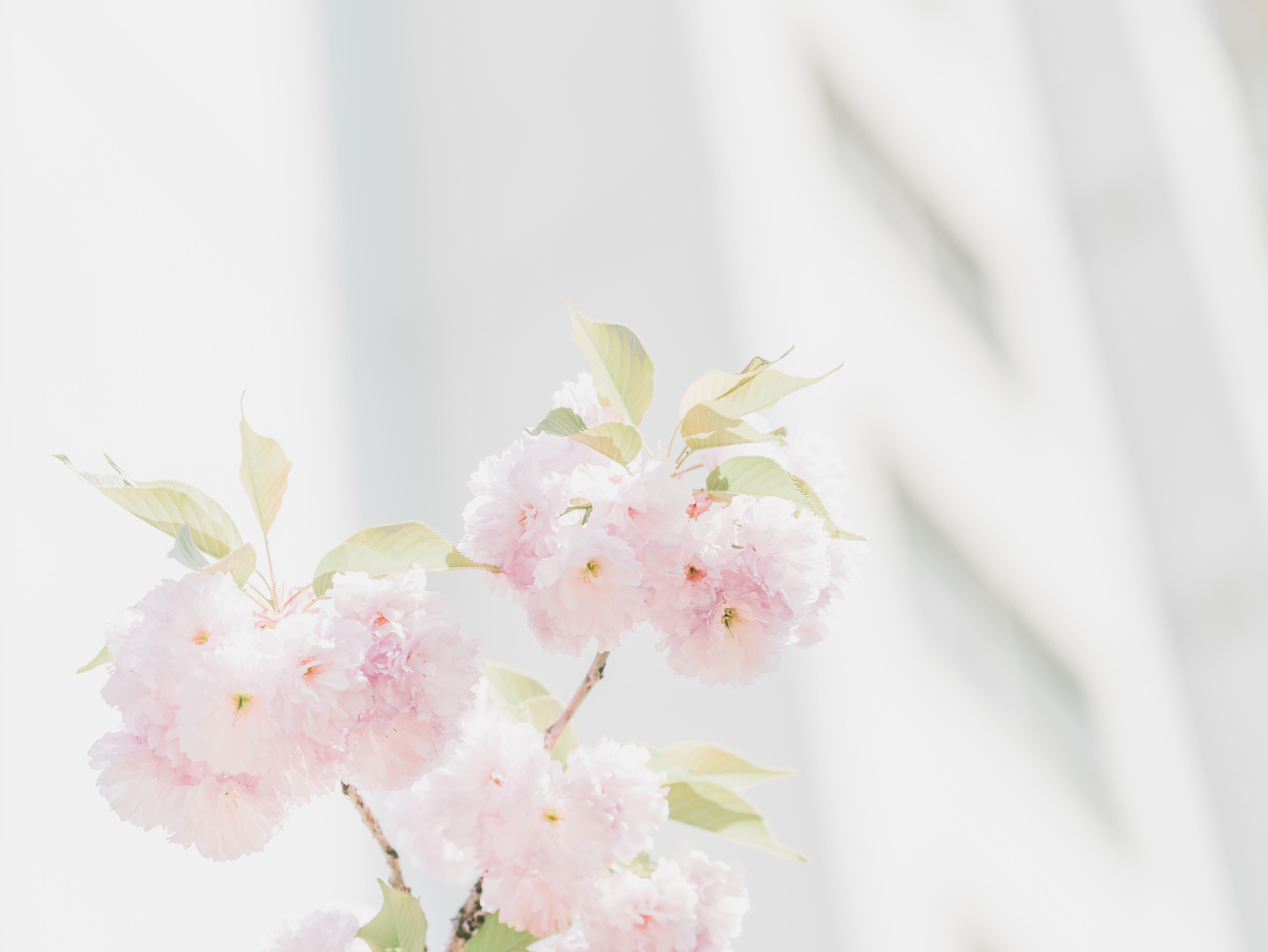 7061x5304 #cherry blossom, #bright, #blur, #wallpaper
