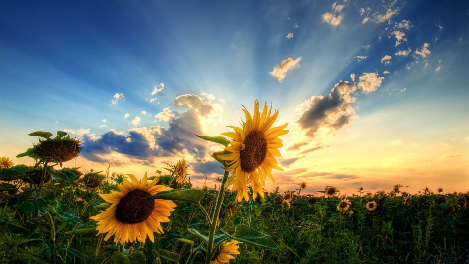 Sunflowers on a background of the summer clouds Desktop wallpaper