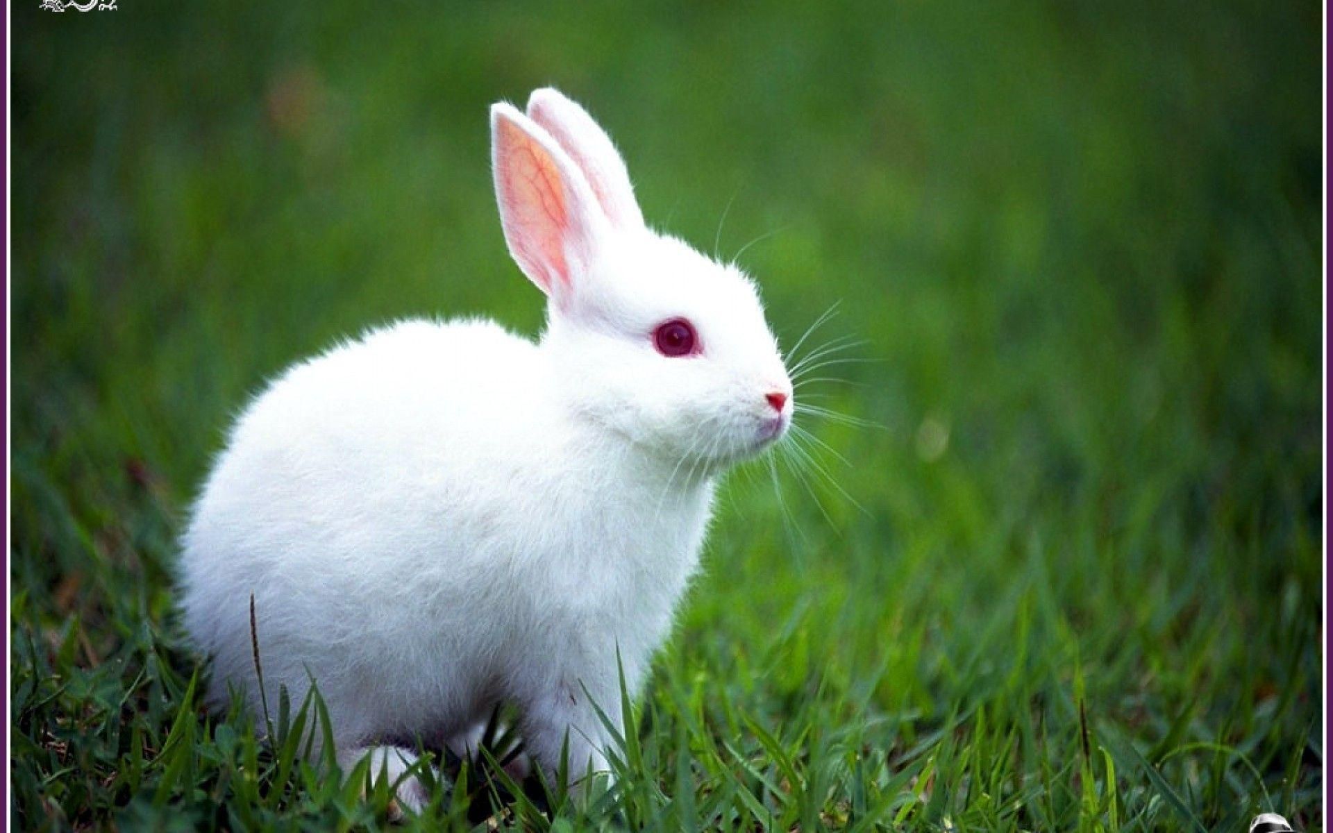 Wallpaper Rabbit. Cute baby bunnies, Rabbit wallpaper