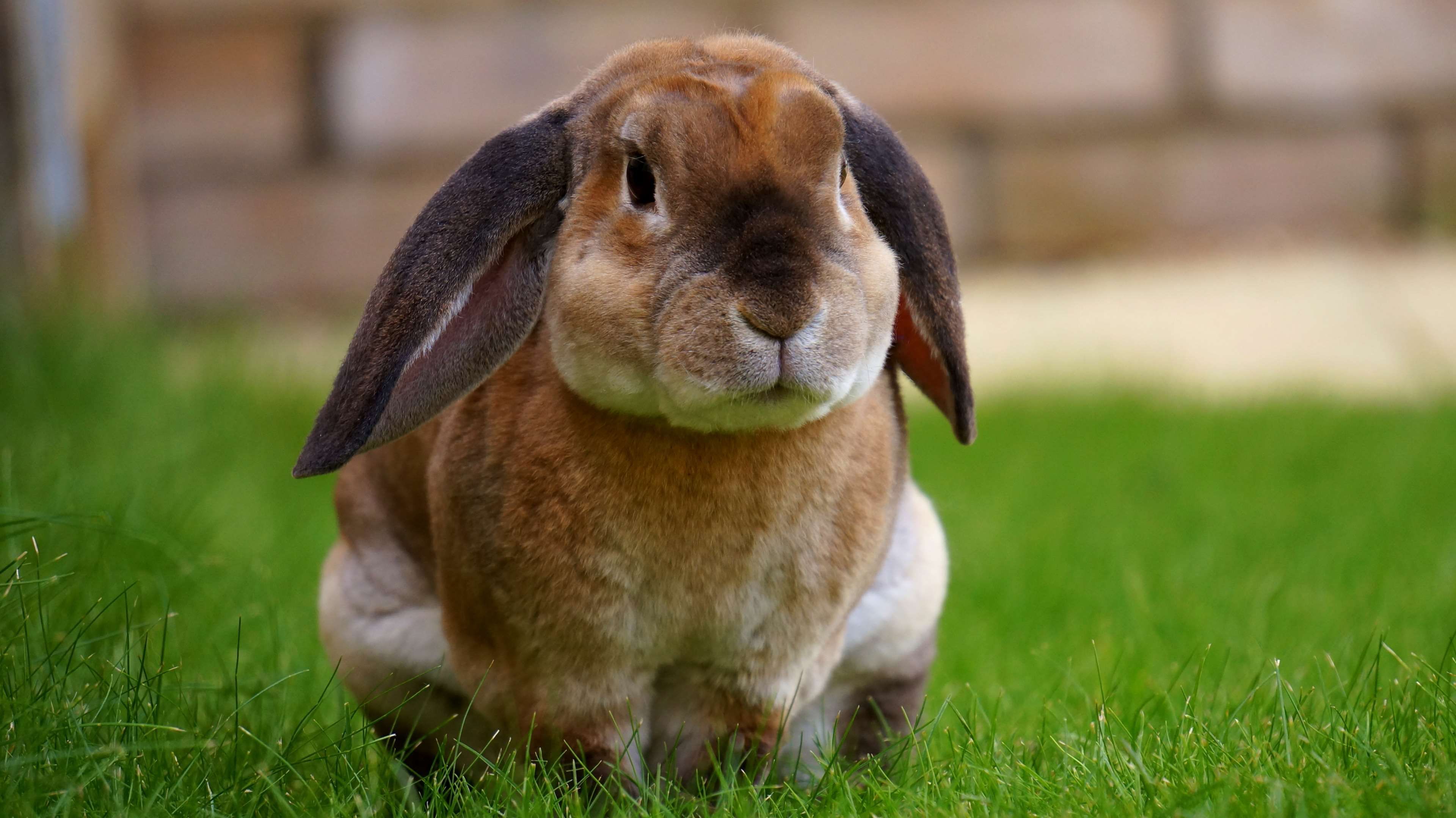 animal, animal photography, bunny, grass, macro, rabbit 4k