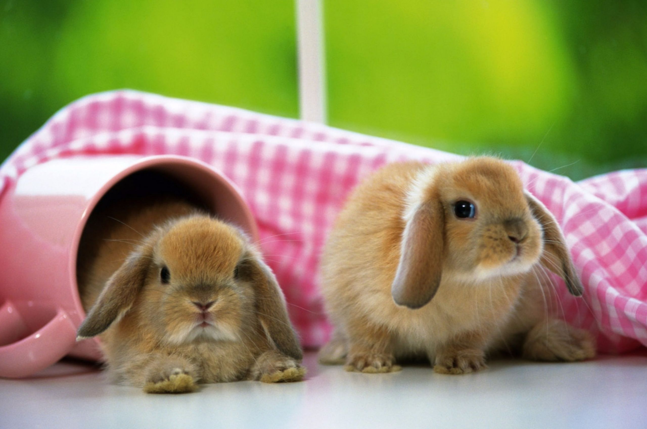 Free download Cute Baby Rabbit 4K Wallpaper 4K Wallpaper