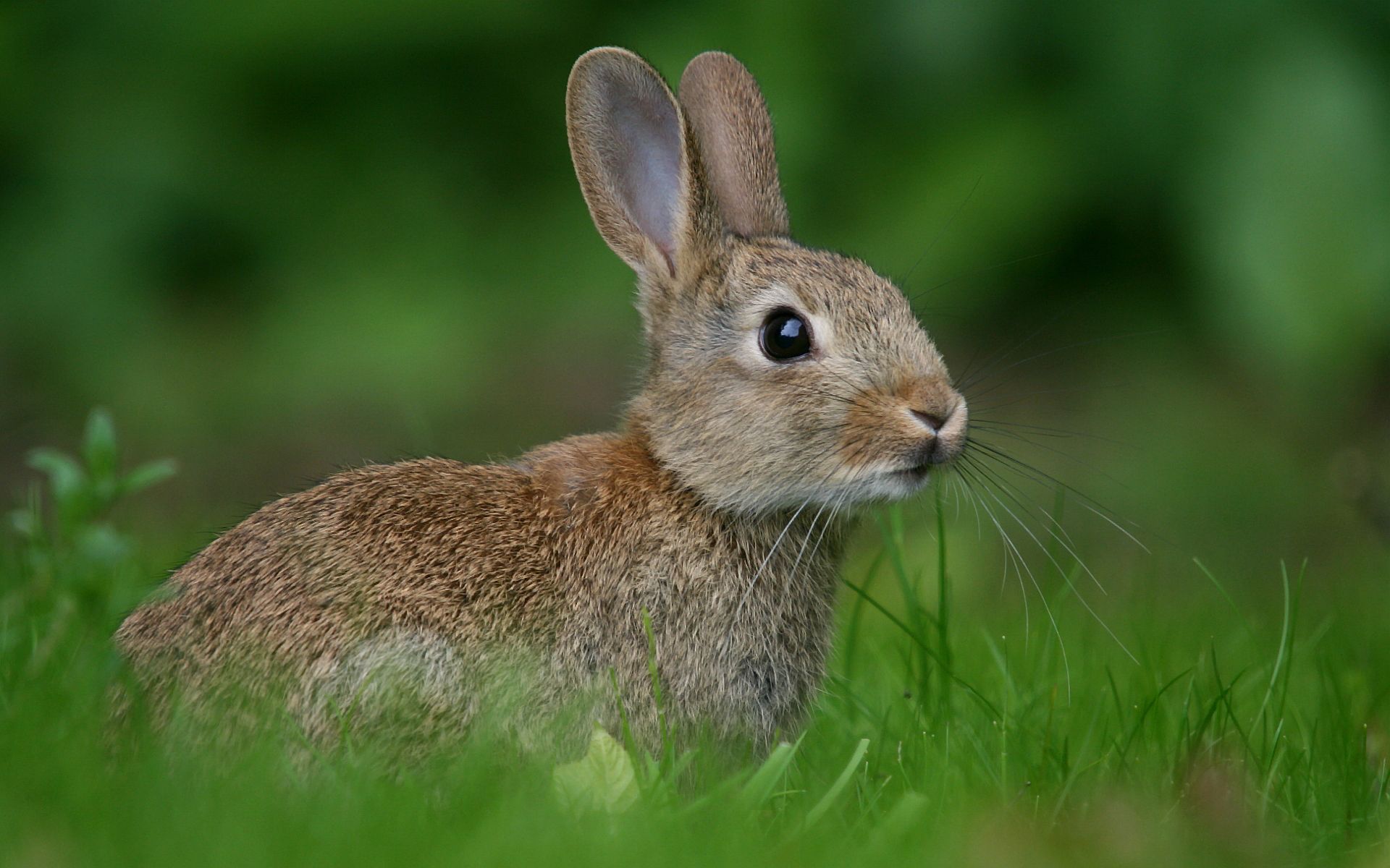 rabbit image high resolution. Rabbit meadow Wallpaper Picture