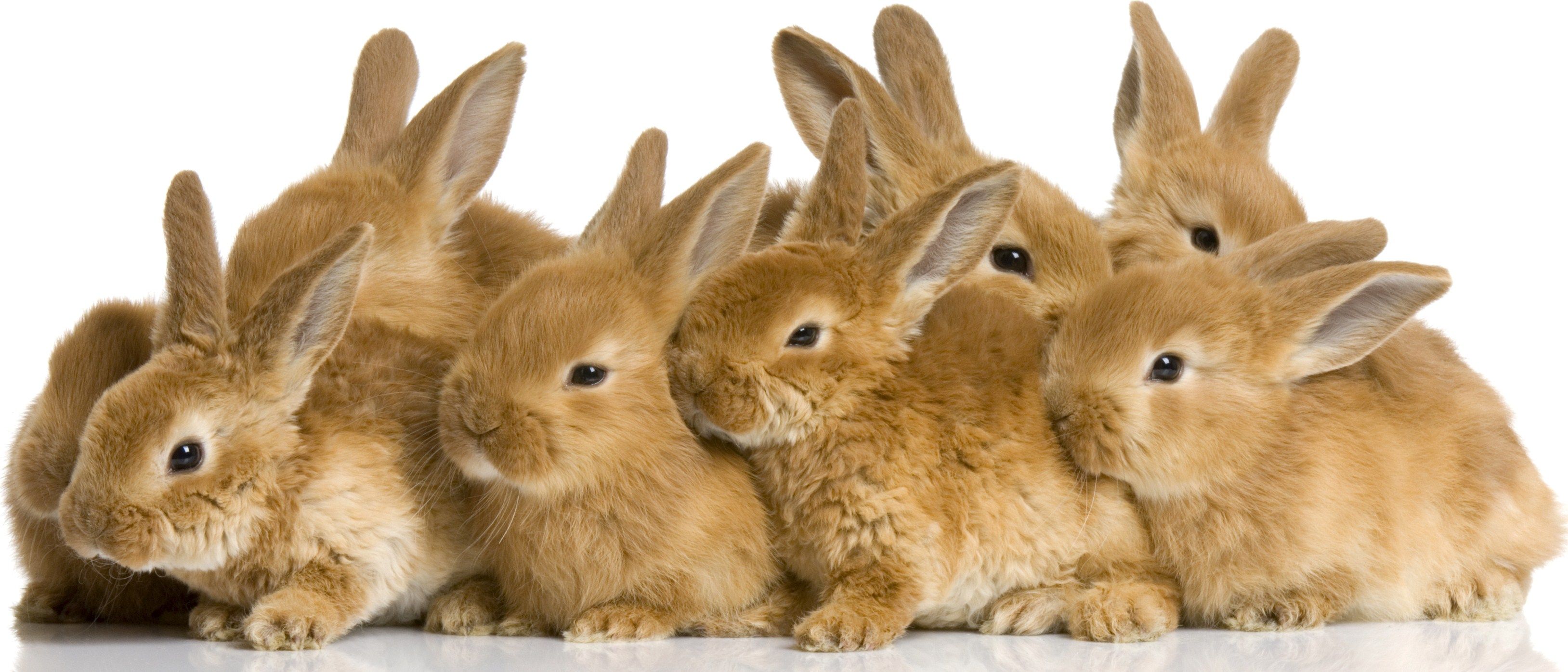 Cute rabbits HD Wallpaper