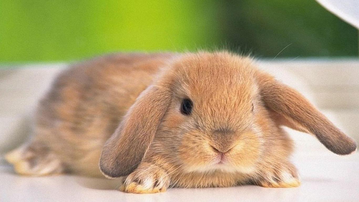 320+ Rabbit HD Wallpapers and Backgrounds