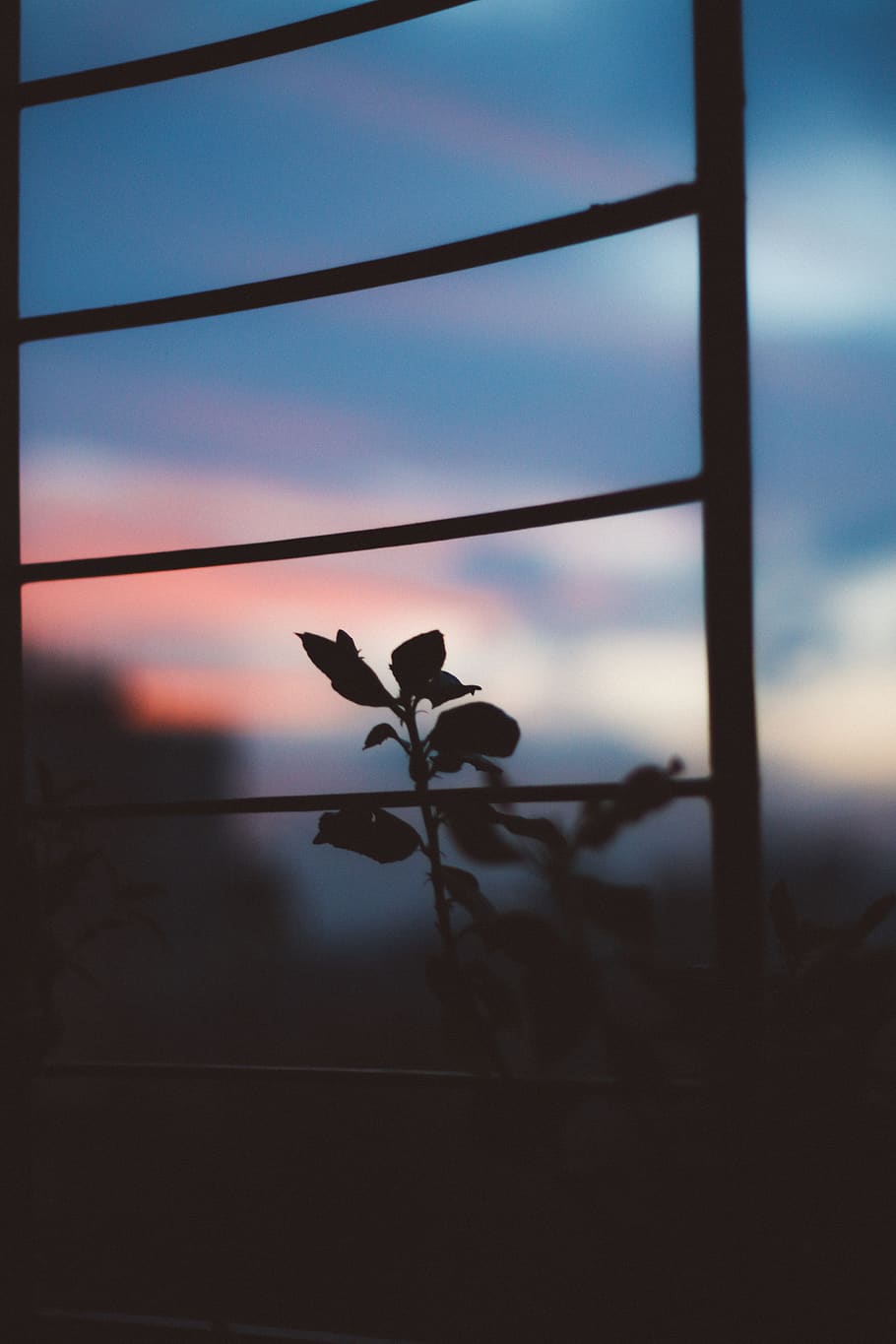 Silhouette Photo, Plant, 4k Wallpaper, Blur, Close Up, Dark, Depth