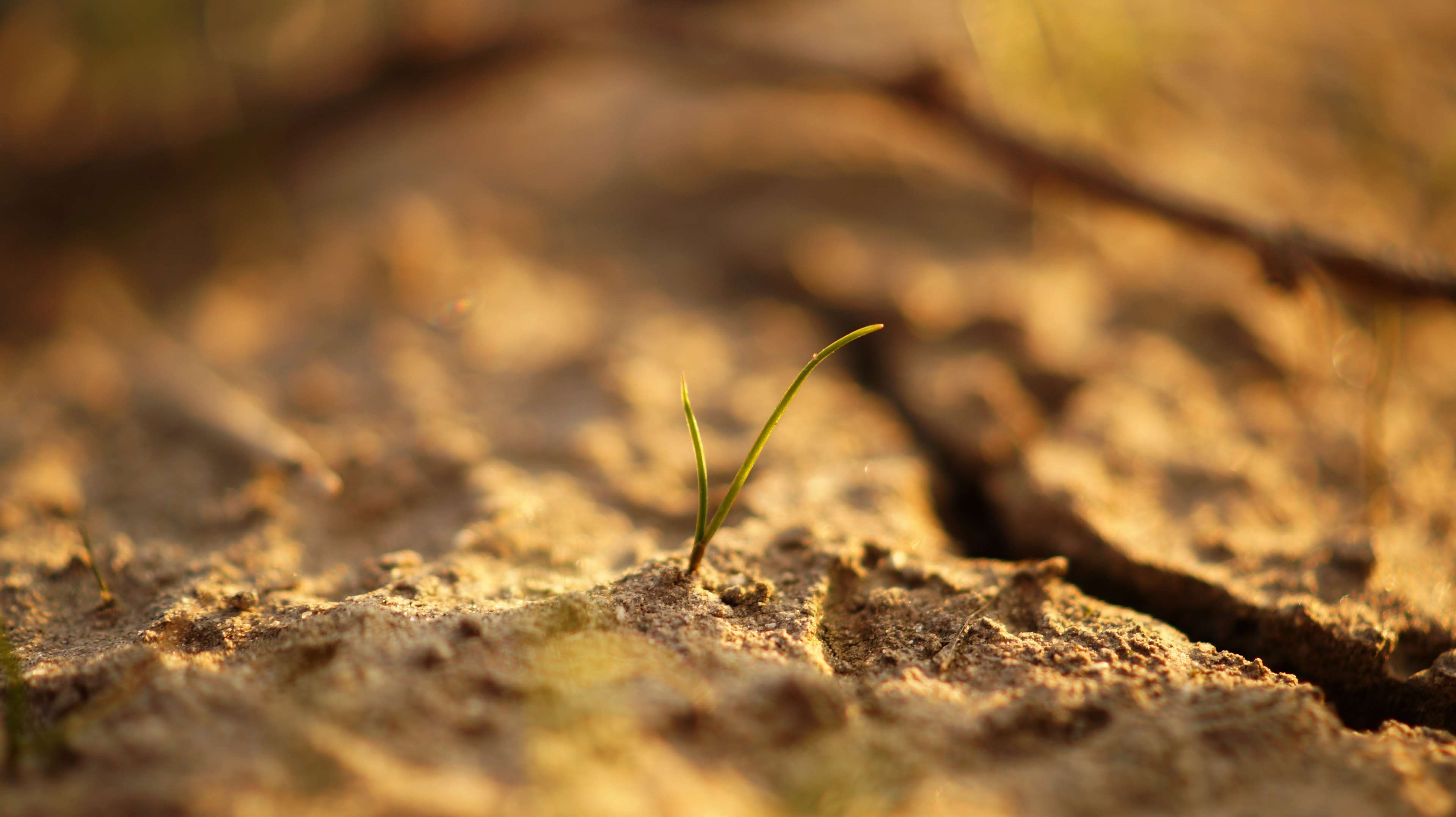 close up, close up view, dry, environment, ground