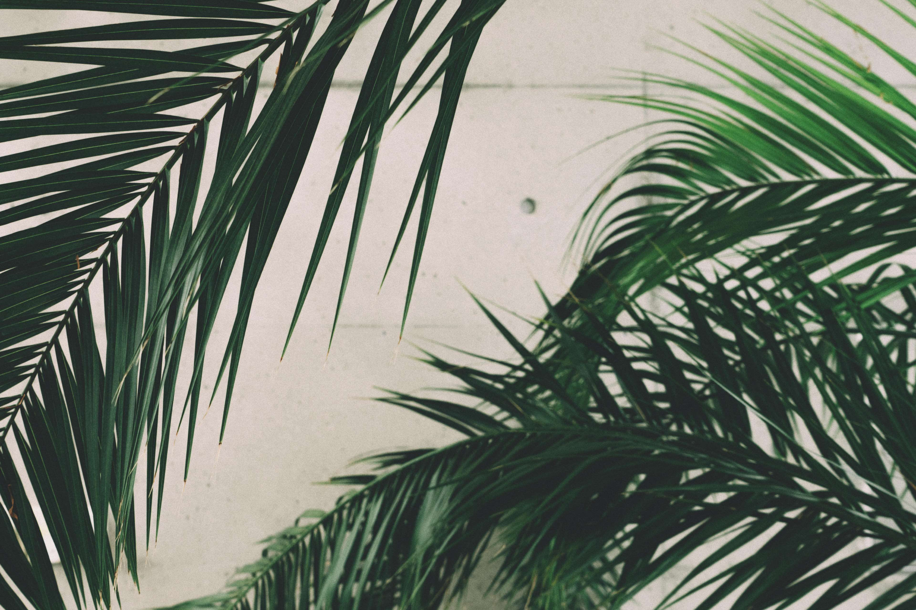 close up, concrete, green, growth, leaves, nature, outdoors, palm