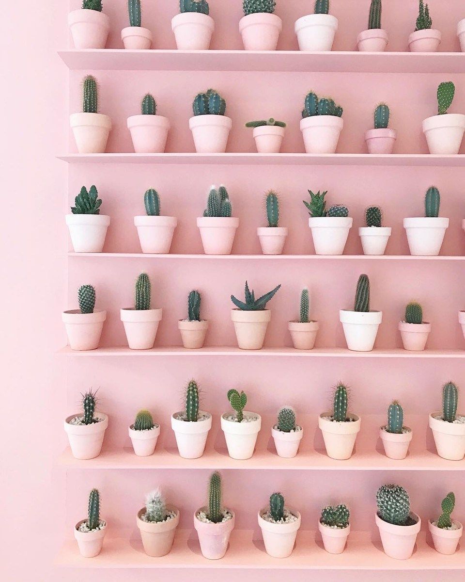 Our Plant Goals for 2019!. Plant goals, Pastel pink aesthetic