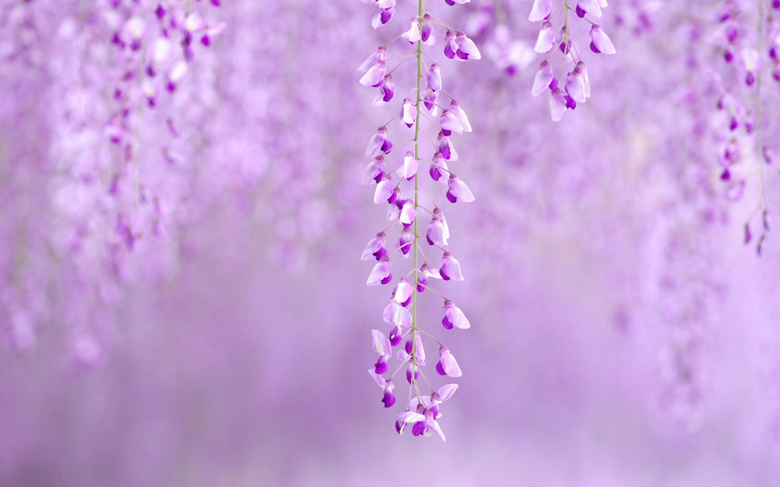 Purple Spring Flowers Wallpaper Background Is 4K Wallpaper