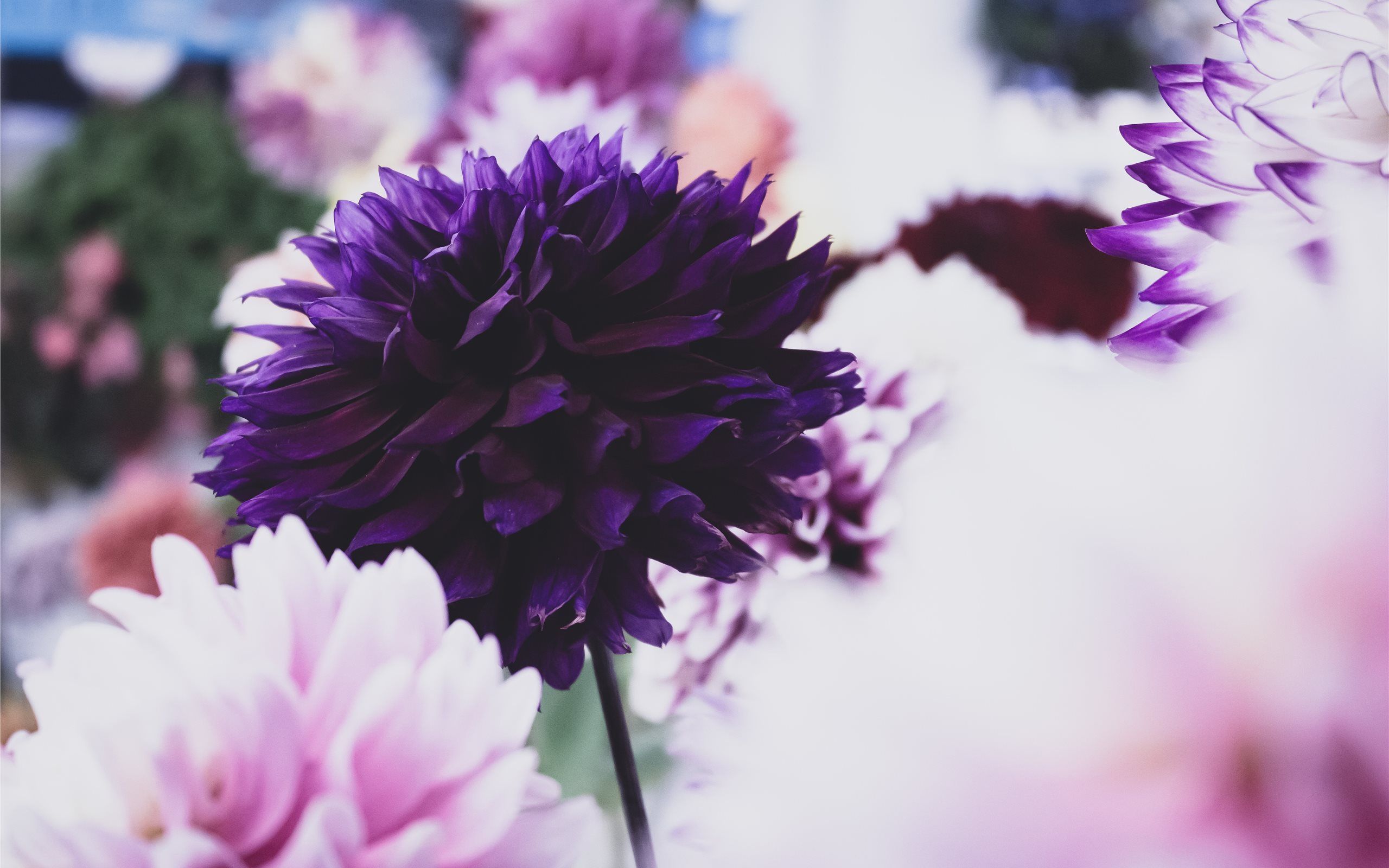Purple & Pink Bouquet MacBook Air Wallpaper Download