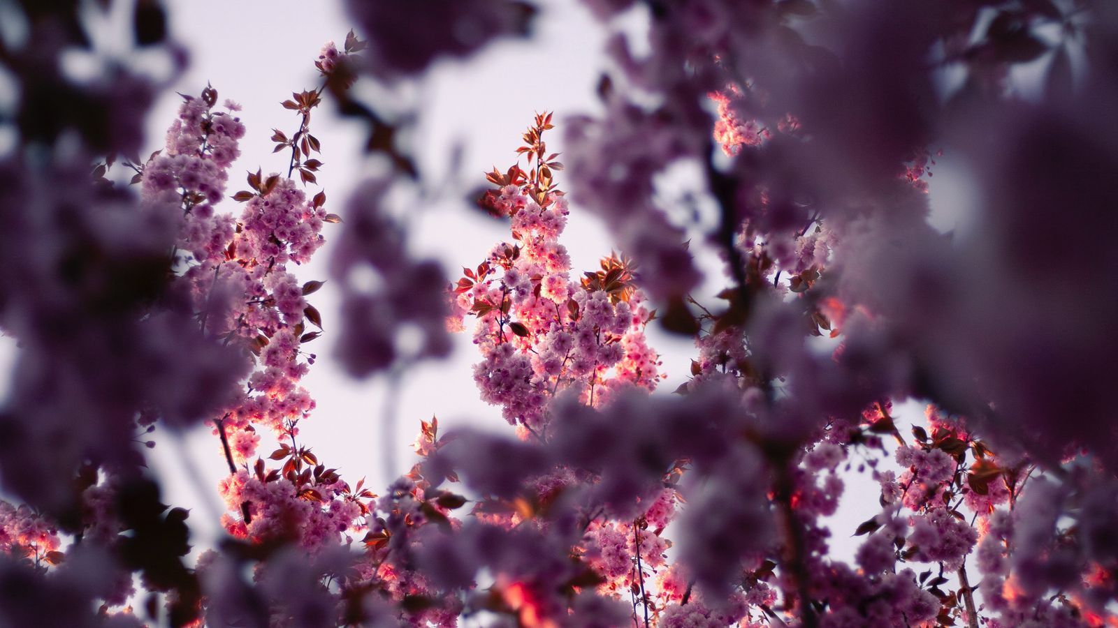 Download wallpaper 1600x900 flowers, branches, pink, tree