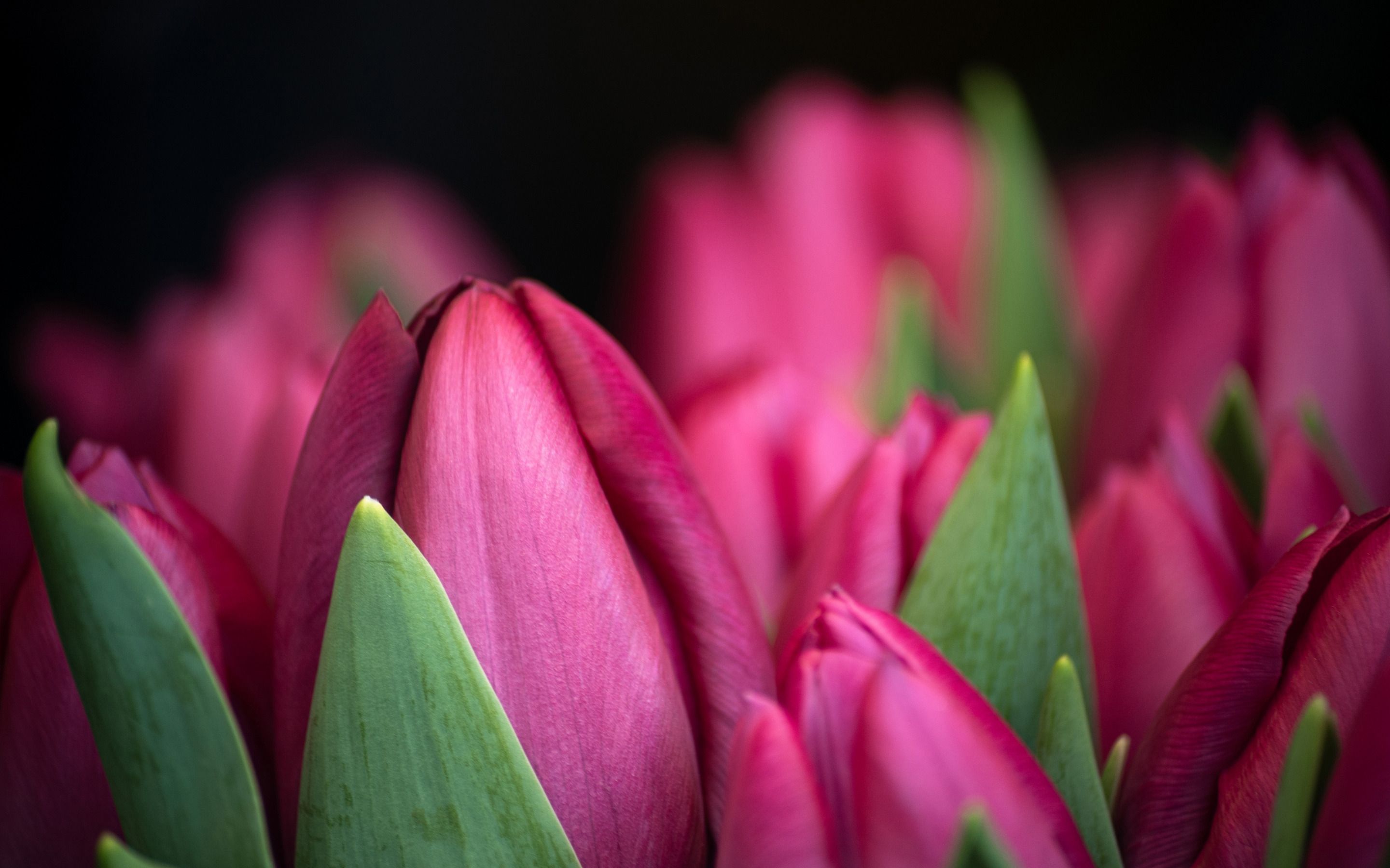Download wallpaper pink tulips, purple floral background, spring