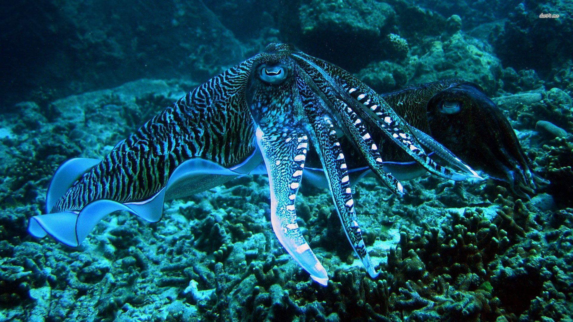 Octopus Wallpaper. Steampunk Octopus