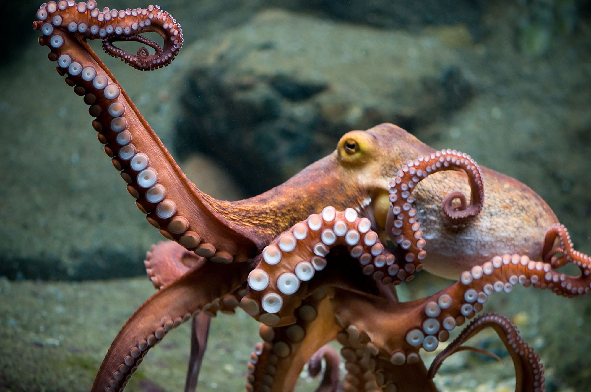 Octopus Wallpaper HD