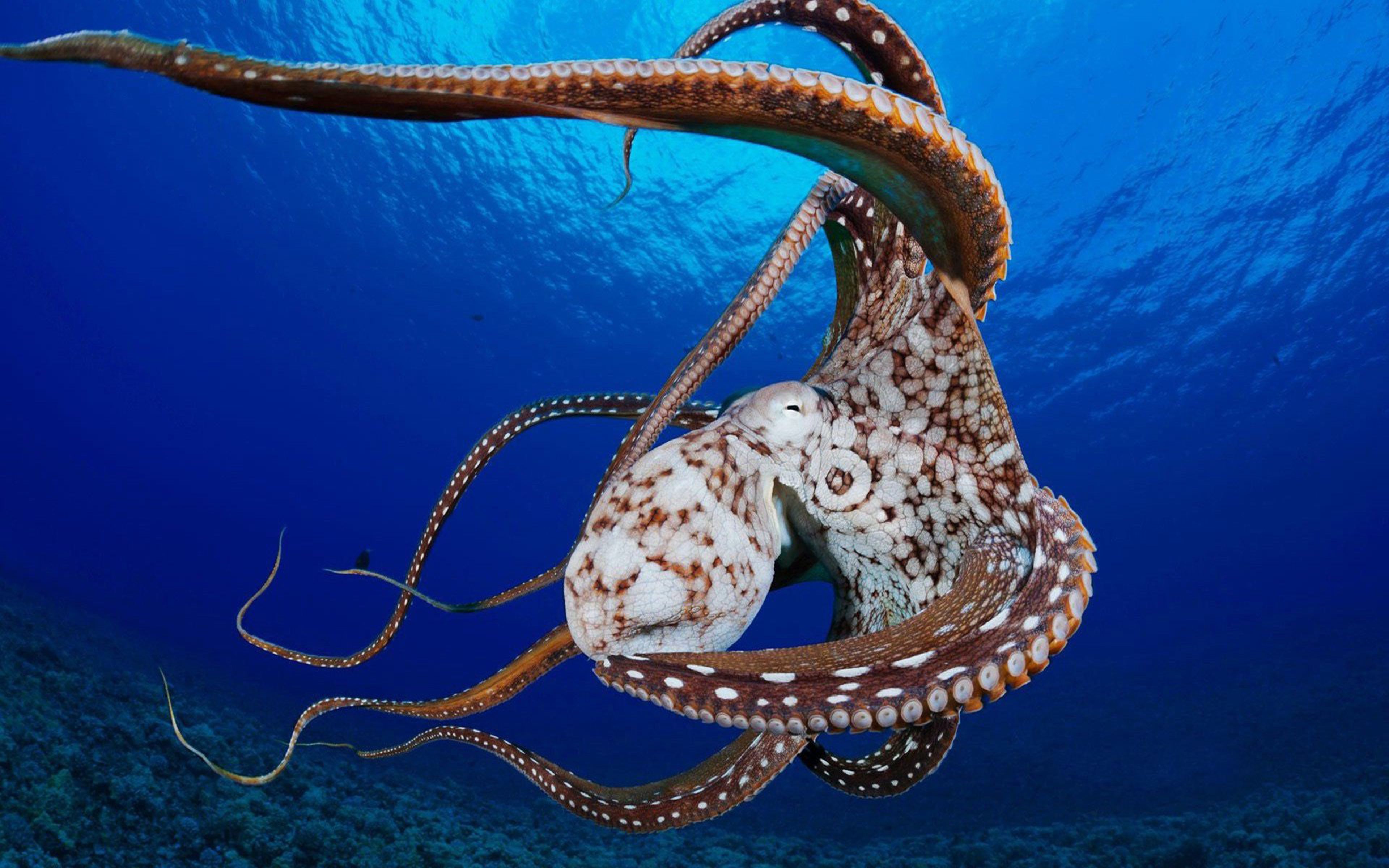 Octopus HD Wallpaper Octopus Men Live Only A Few Months After