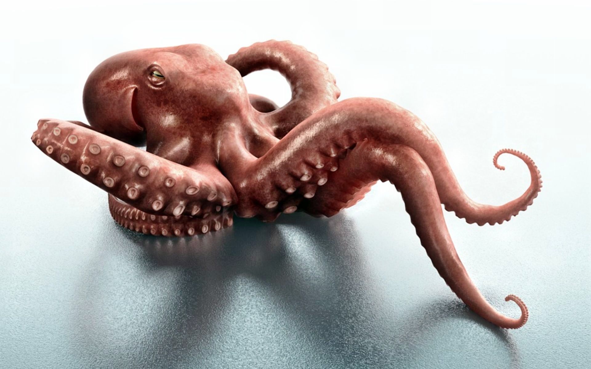Octopus Image Picture Animal HD Wallpaper Desktop Background