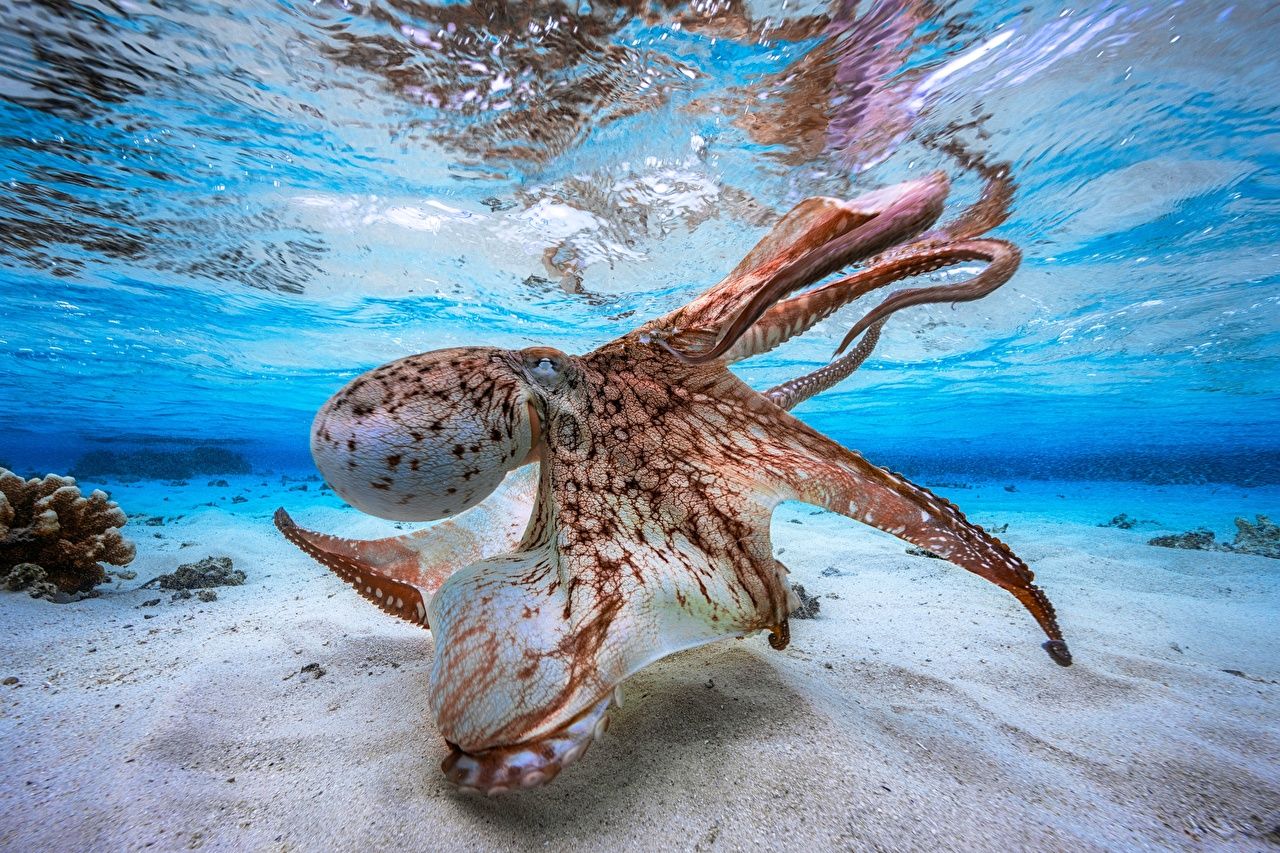 Desktop Wallpaper Octopus Underwater world Sand Animals