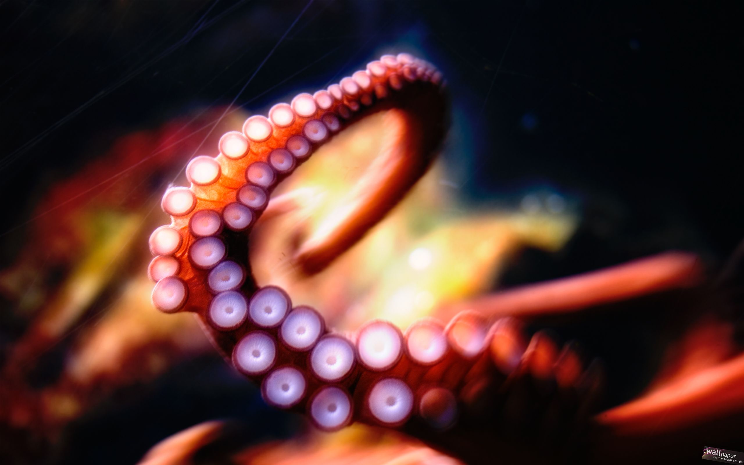 Octopus Wallpaper