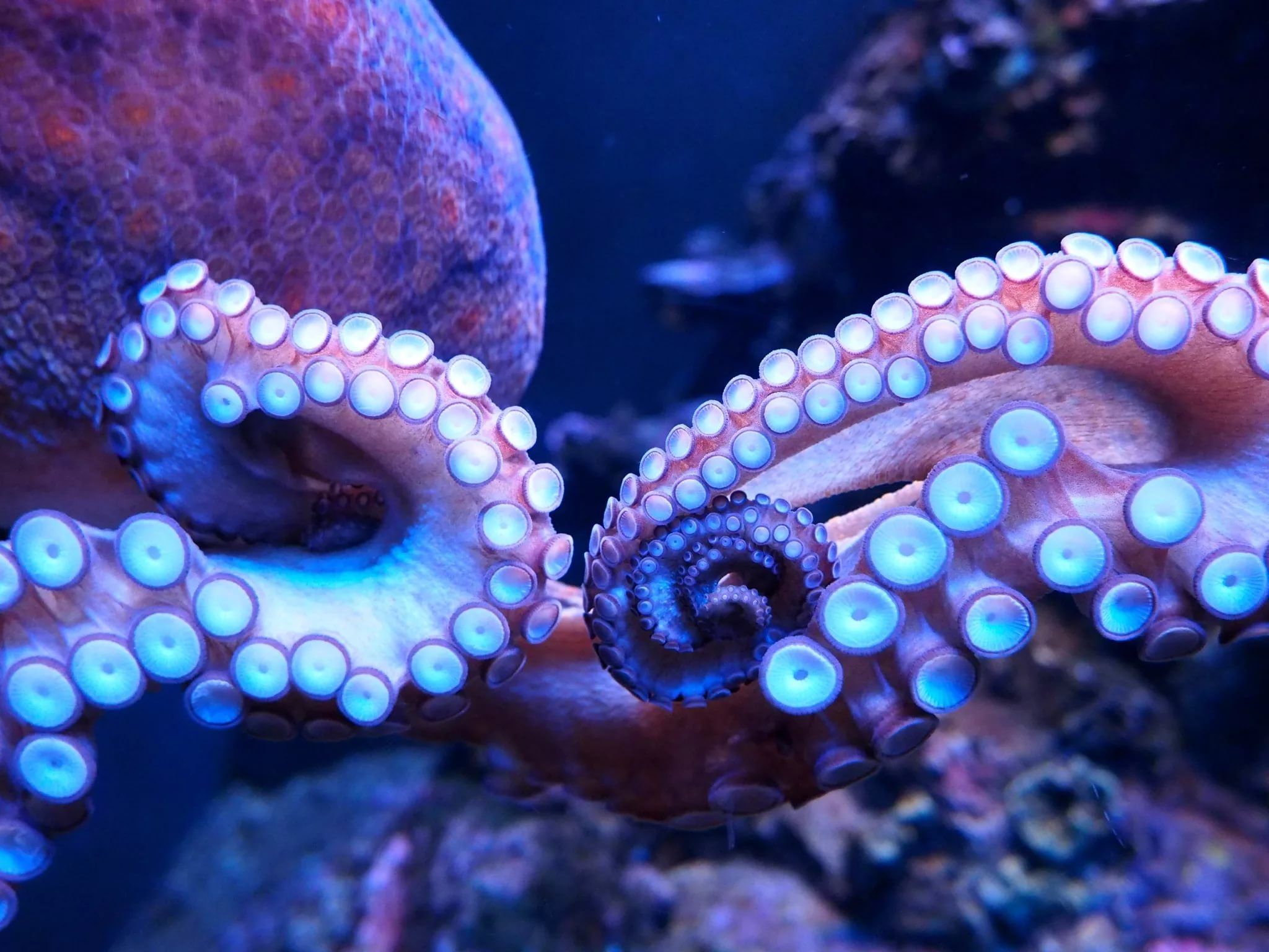 Octopus Wallpaper FREE Picture