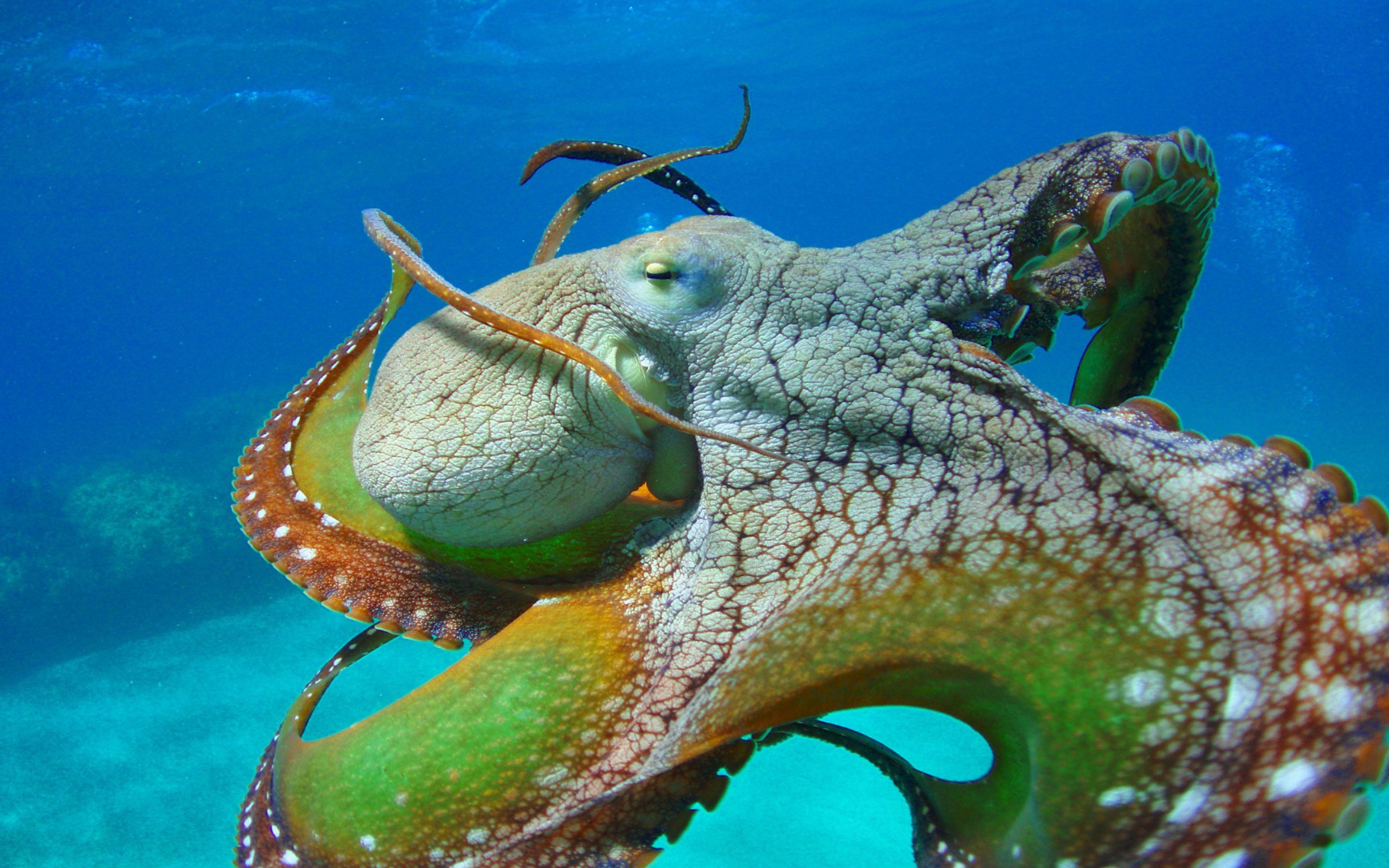 Octopus Close Colors Of Octopus Tentacles Eyes Wallpaper HD