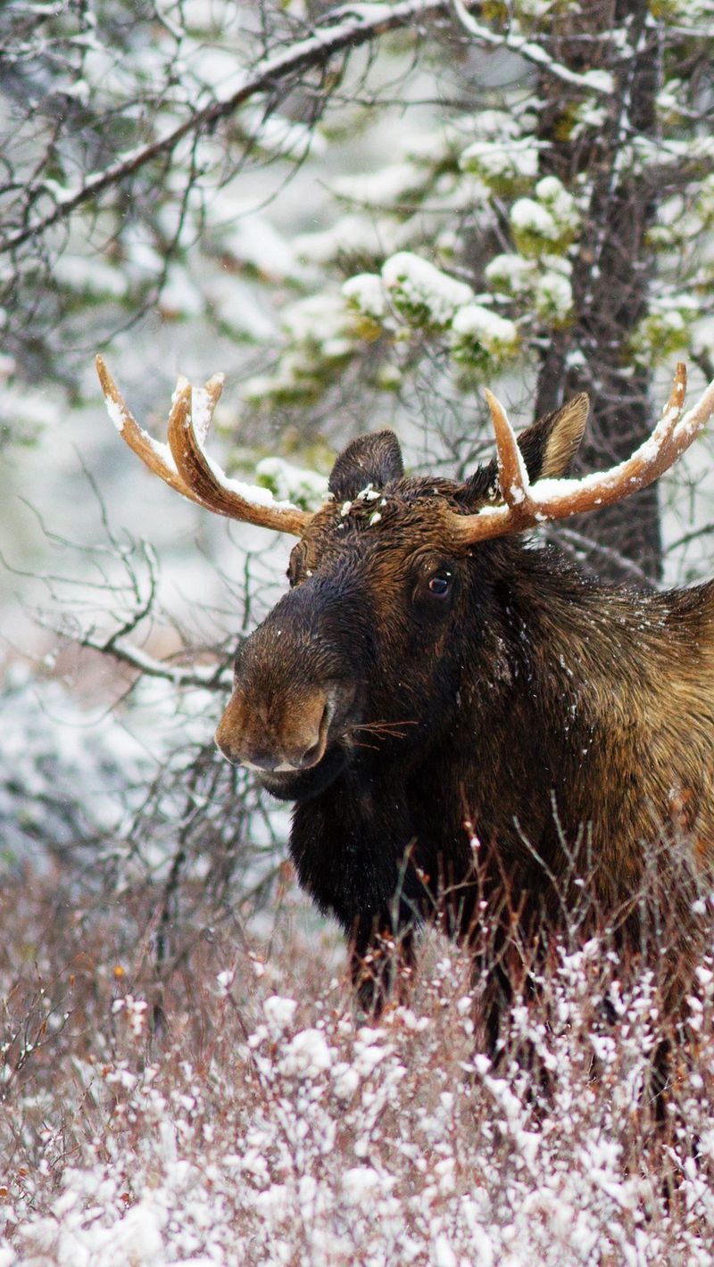Download wallpaper 800x1420 elk, forest, winter, old, walk iphone