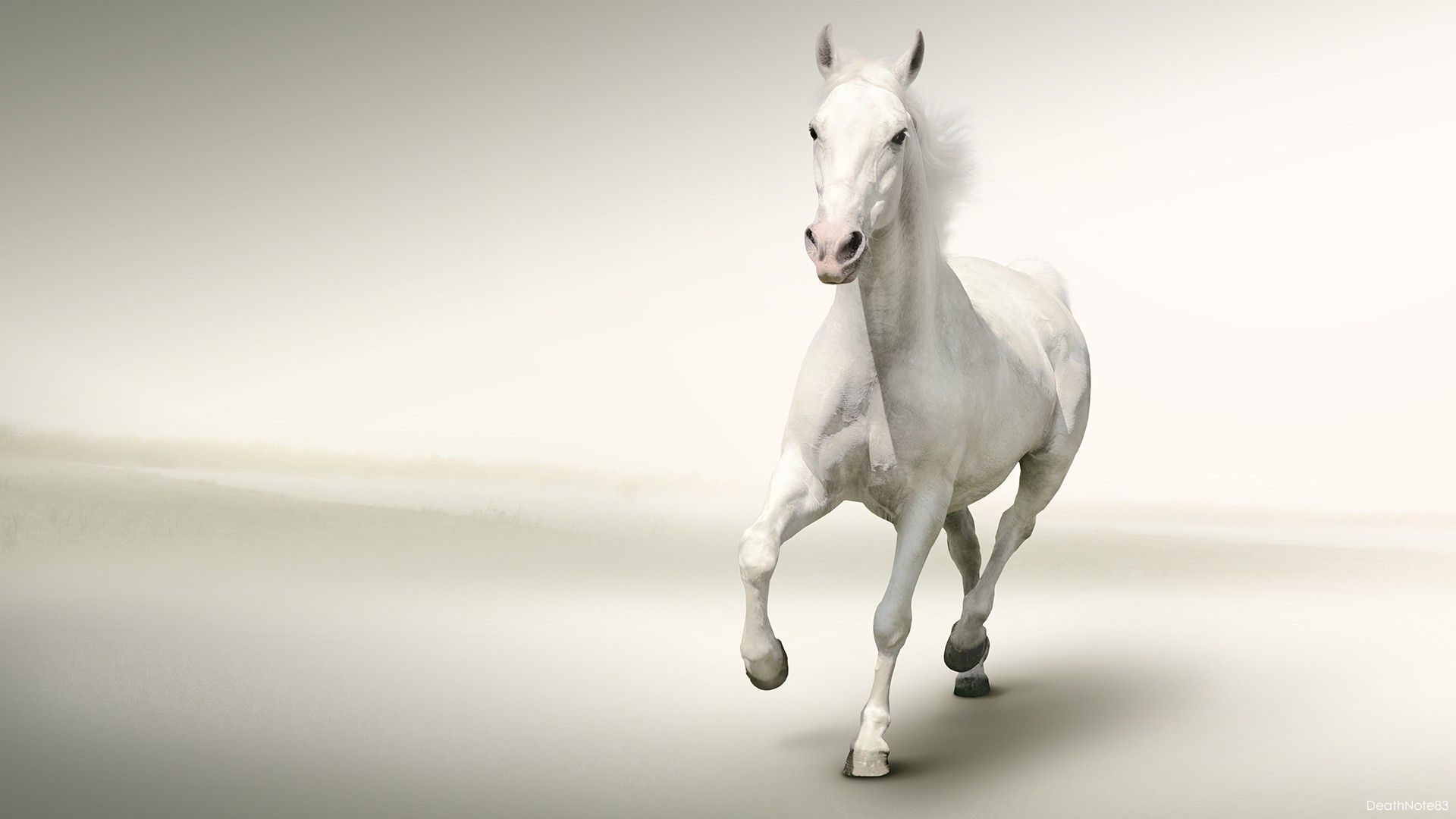 White Horse Running White Background HD Wallpaper. Horses, Horse