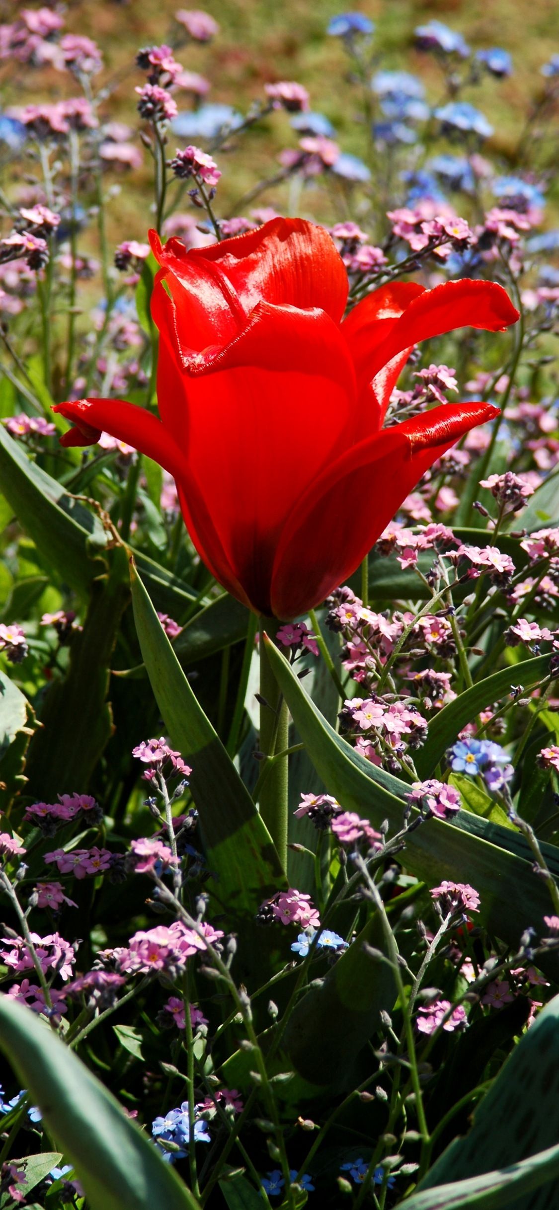 Apple iPhone X nature wallpaper. Nature: mobile wallpaper