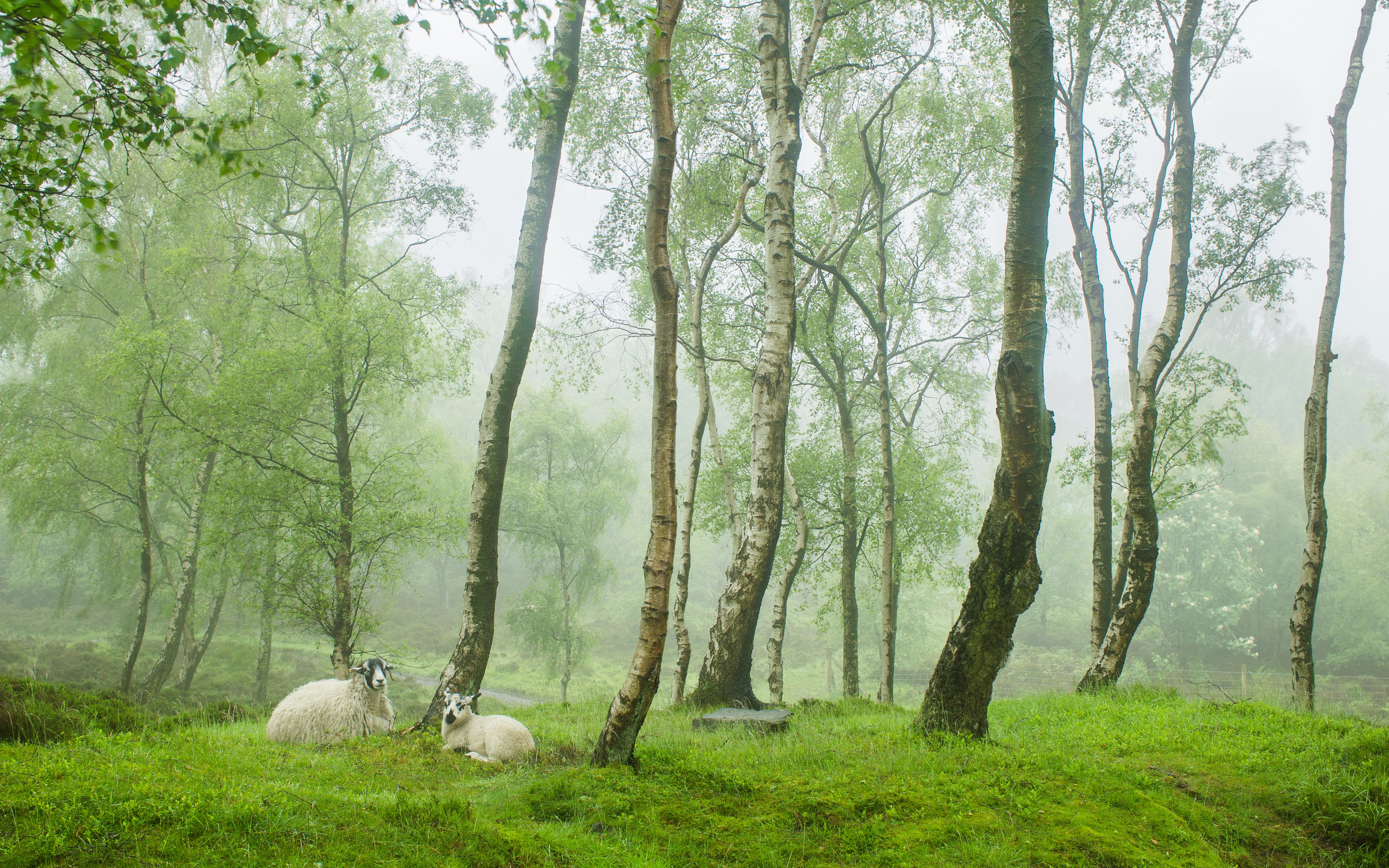 Download wallpaper sheep, fog, sheep, trees, England, village