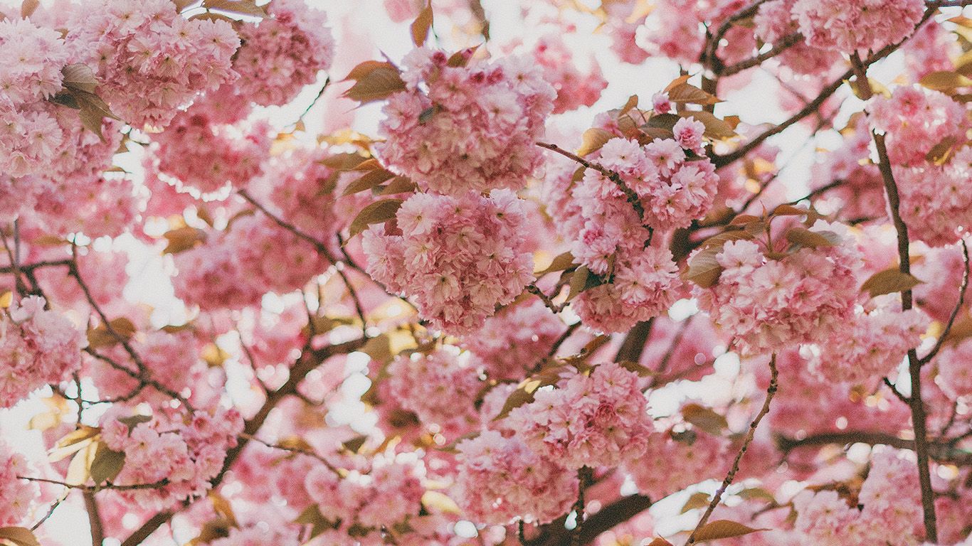 wallpaper for desktop, laptop. spring flower pink blossom bokeh nature