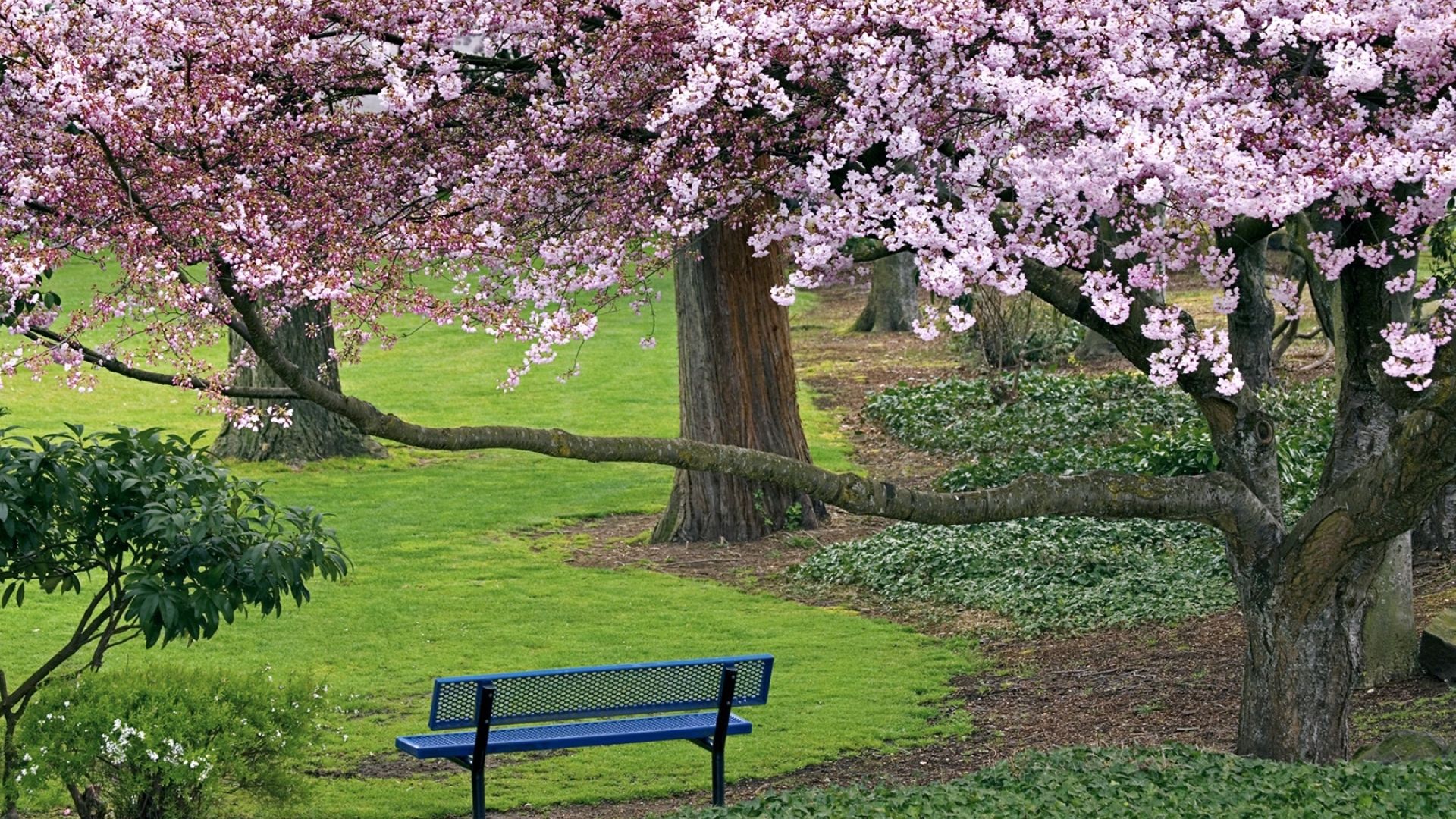 bench, tree, spring 1080P Laptop Full HD Wallpaper, HD