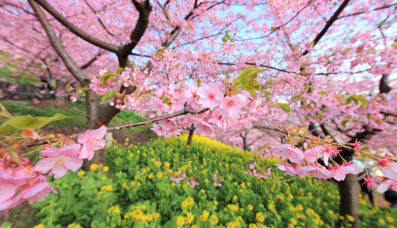 spring, bloom, tree HD Laptop Wallpaper, HD Nature 4K