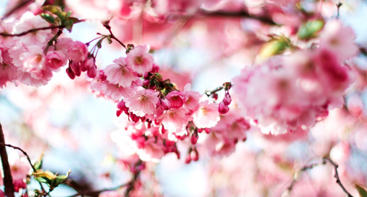 Cherry Blossoms Pink Spring Nature HD Wallpaper. Decor di Design