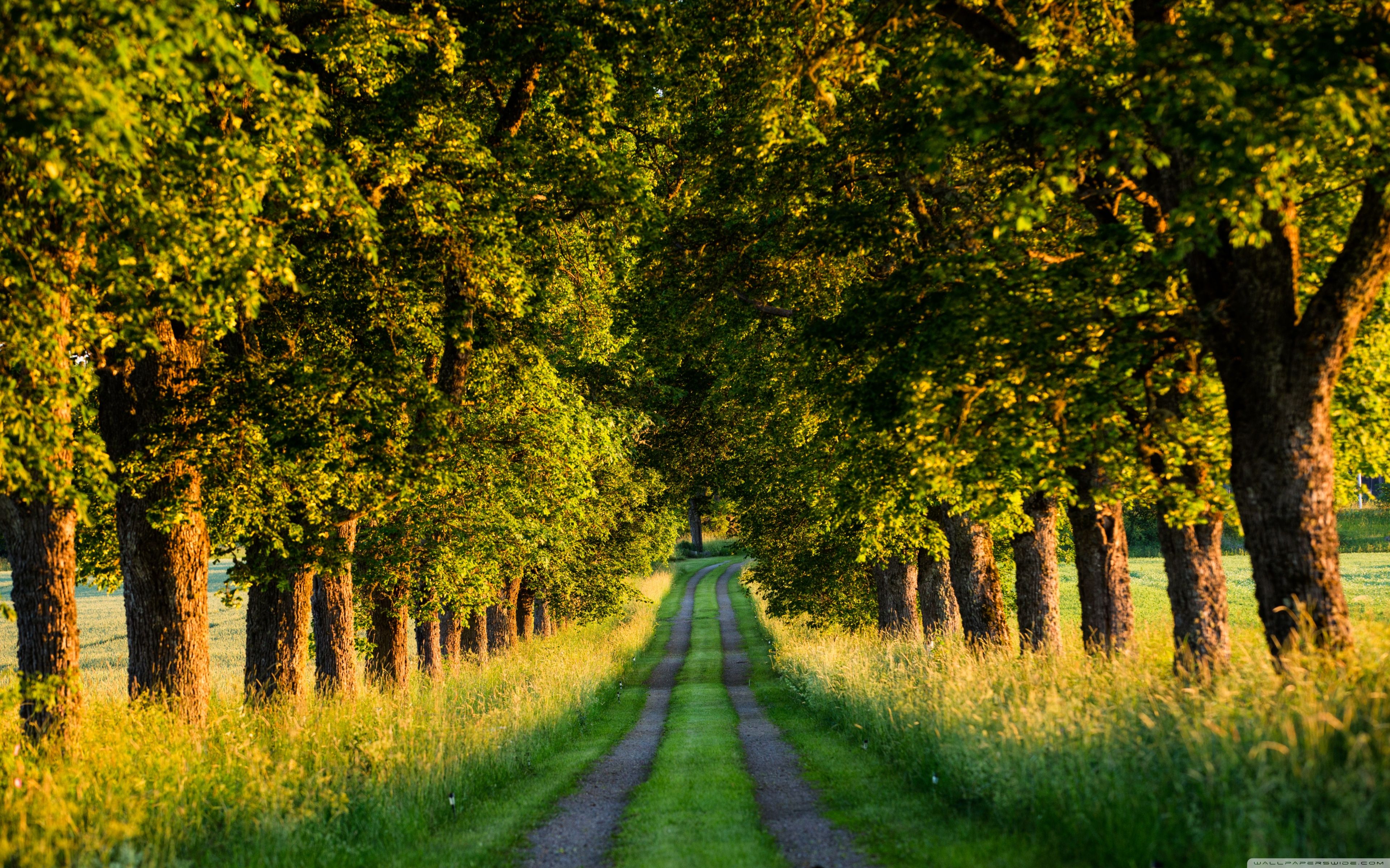 Download Beautiful Country Road, Tree Tunnel UltraHD Wallpaper
