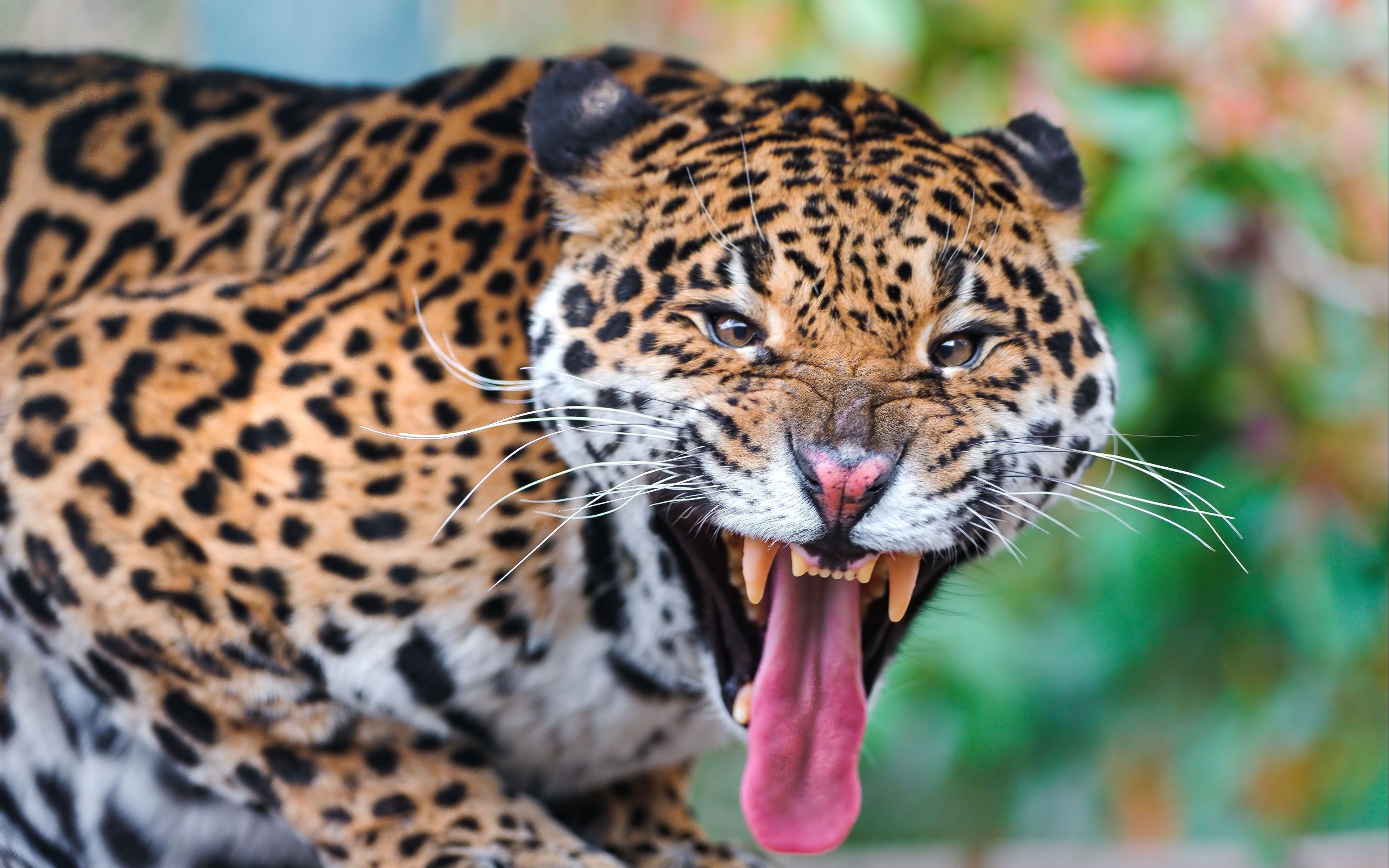Download wallpaper 3840x2400 jaguar, face, teeth, predator, big