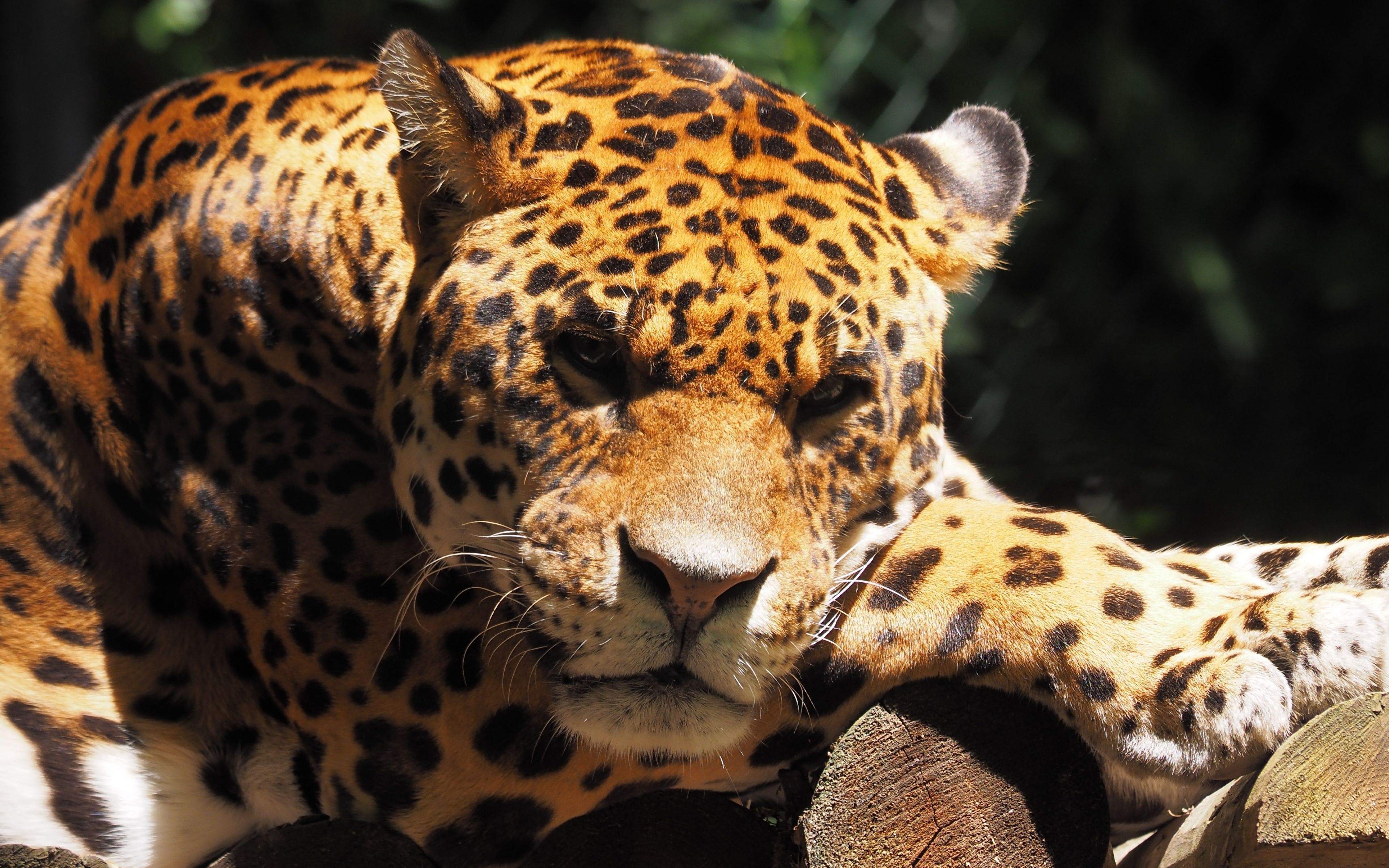 Download 3840x2400 wallpaper jaguar, animal, predator, muzzle