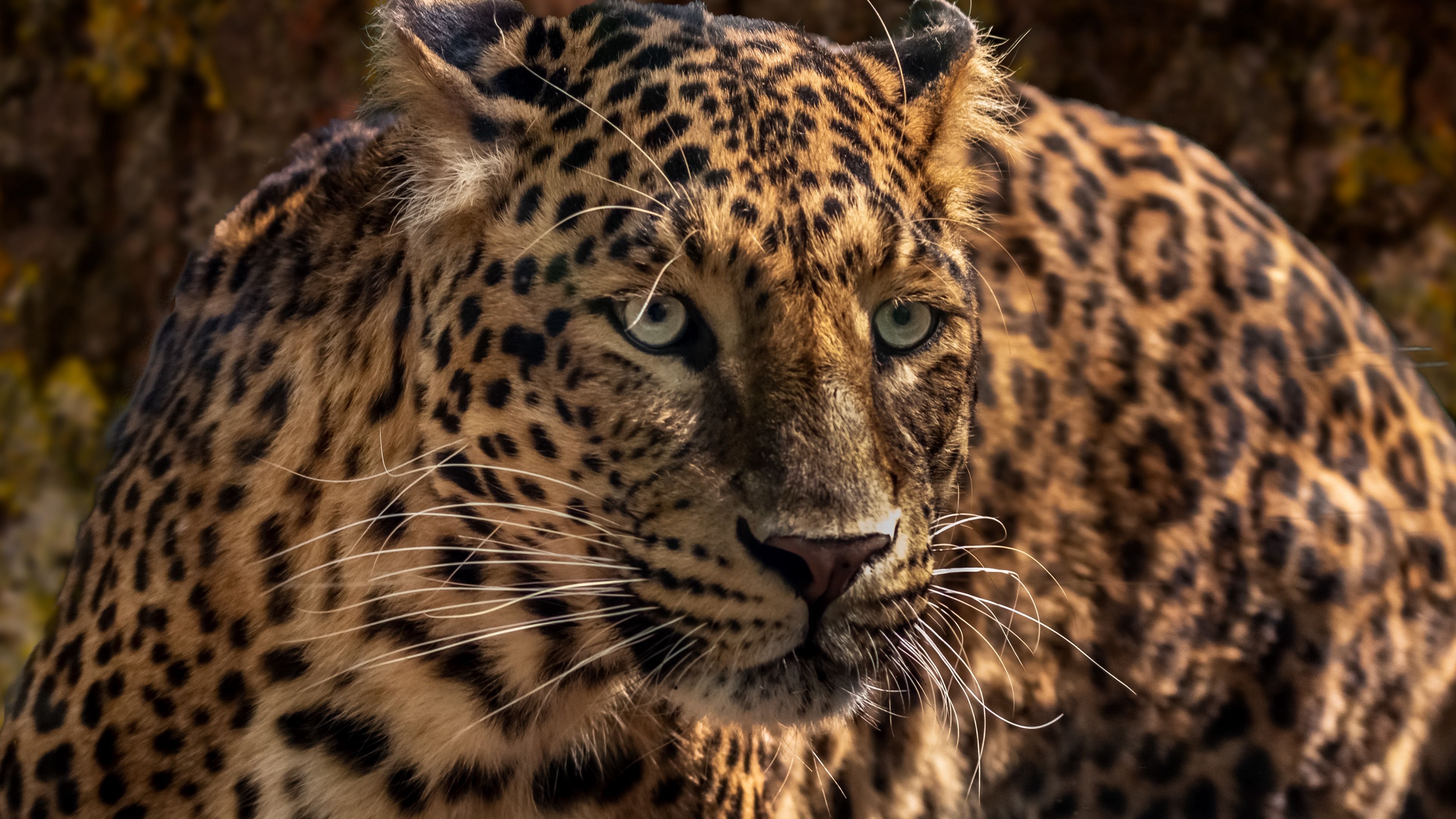 Download wallpaper 3840x2160 jaguar, predator, wild, big cat