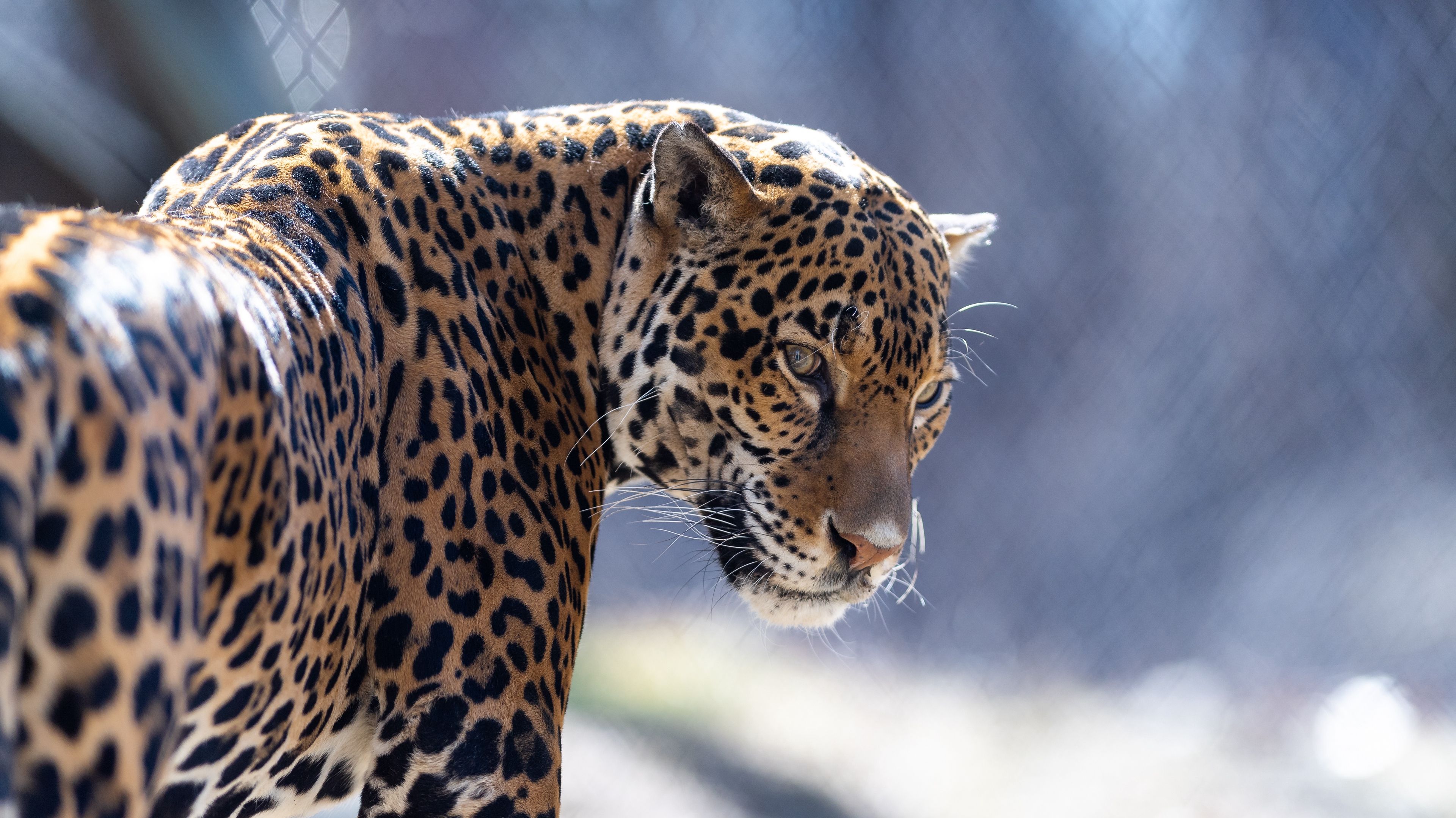 Wallpaper 4k jaguar, big cat, predator, look 4k big cat, Jaguar