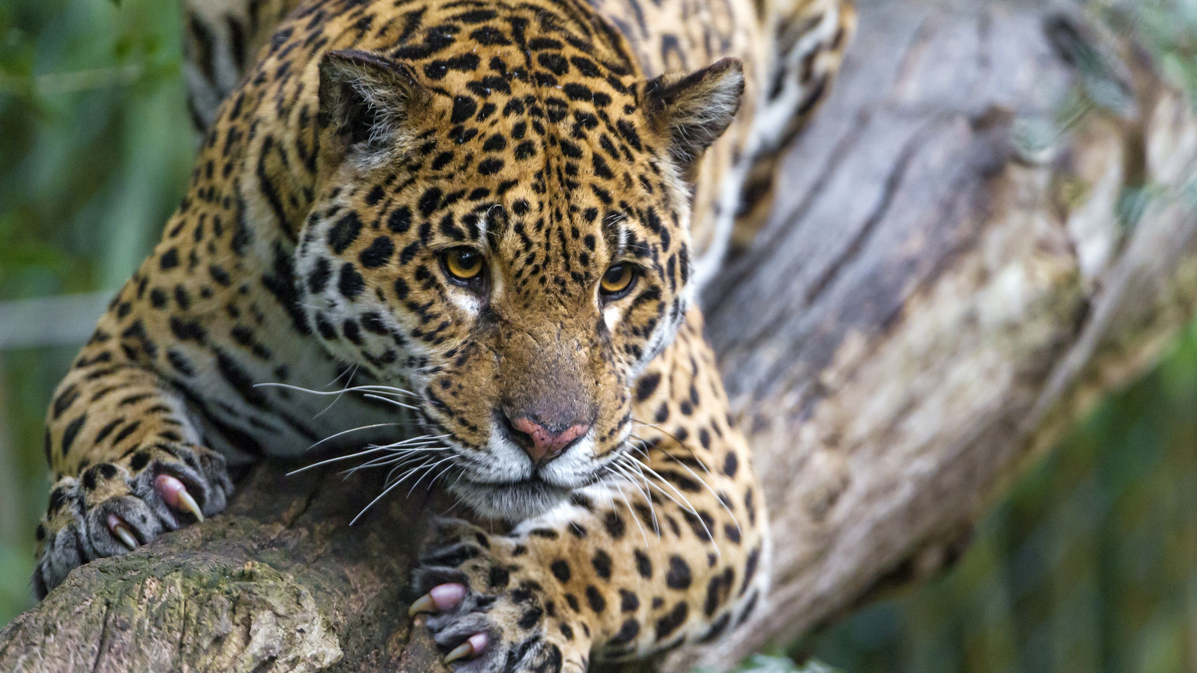 Wallpaper Wild cat, jaguar, rest, tree 3840x2160 UHD 4K Picture, Image