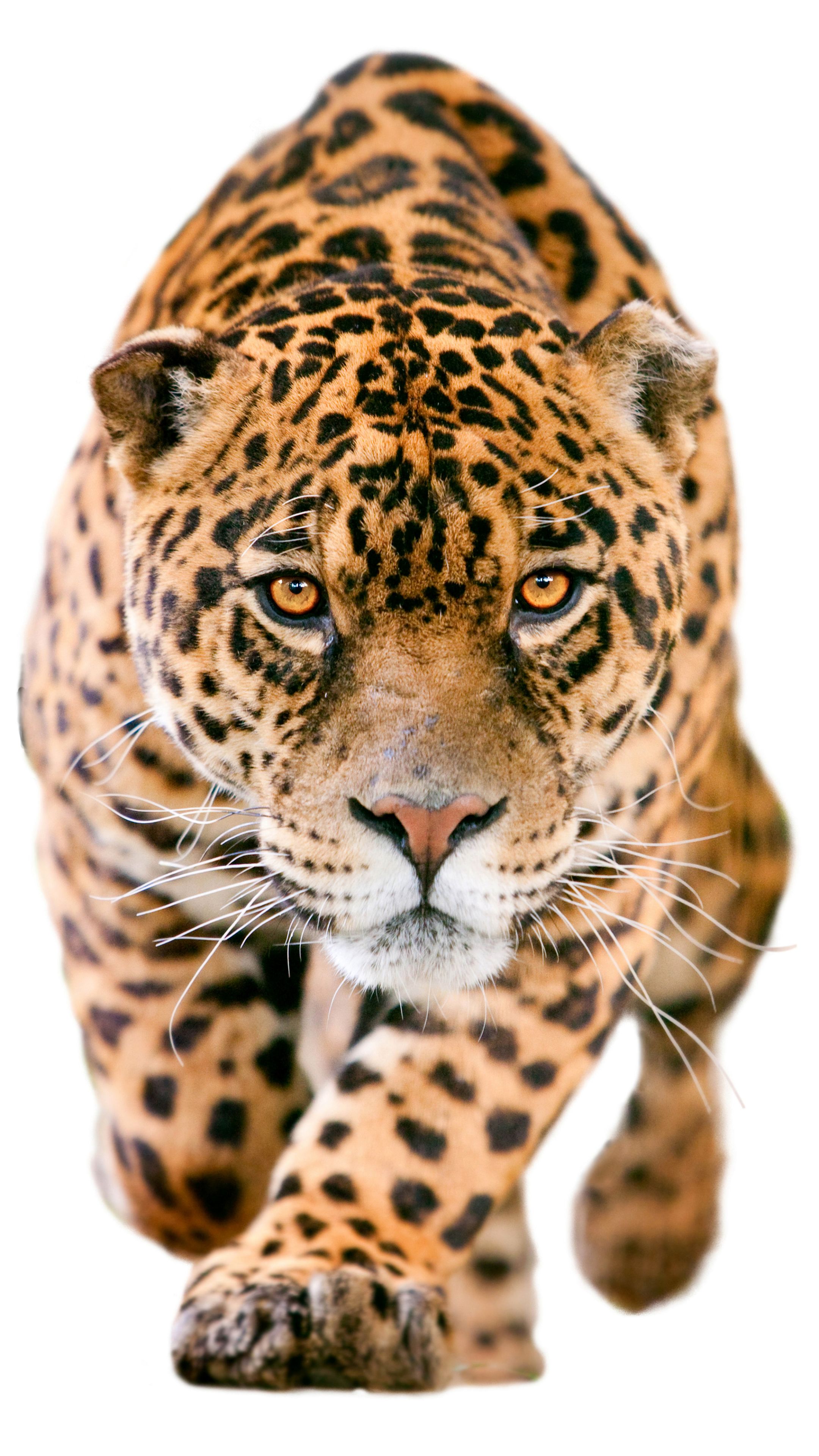 Animal Jaguar (2160x3840) Wallpaper