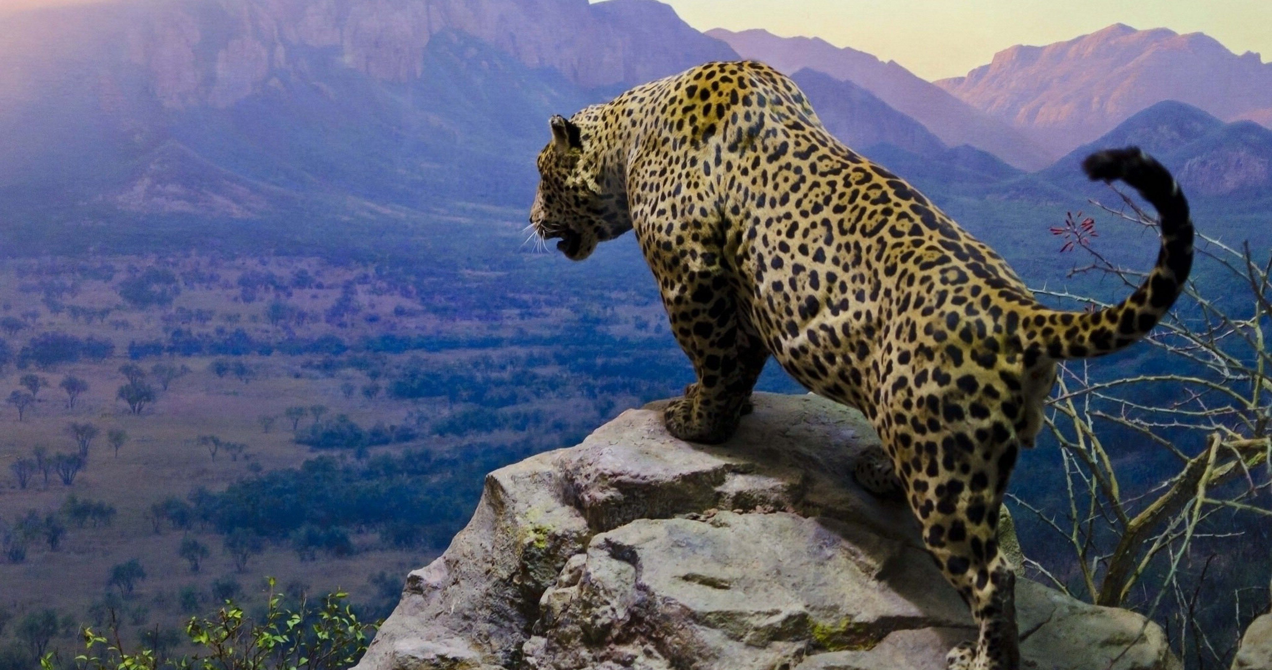 jaguar in mountains 4k ultra HD wallpaper High quality walls