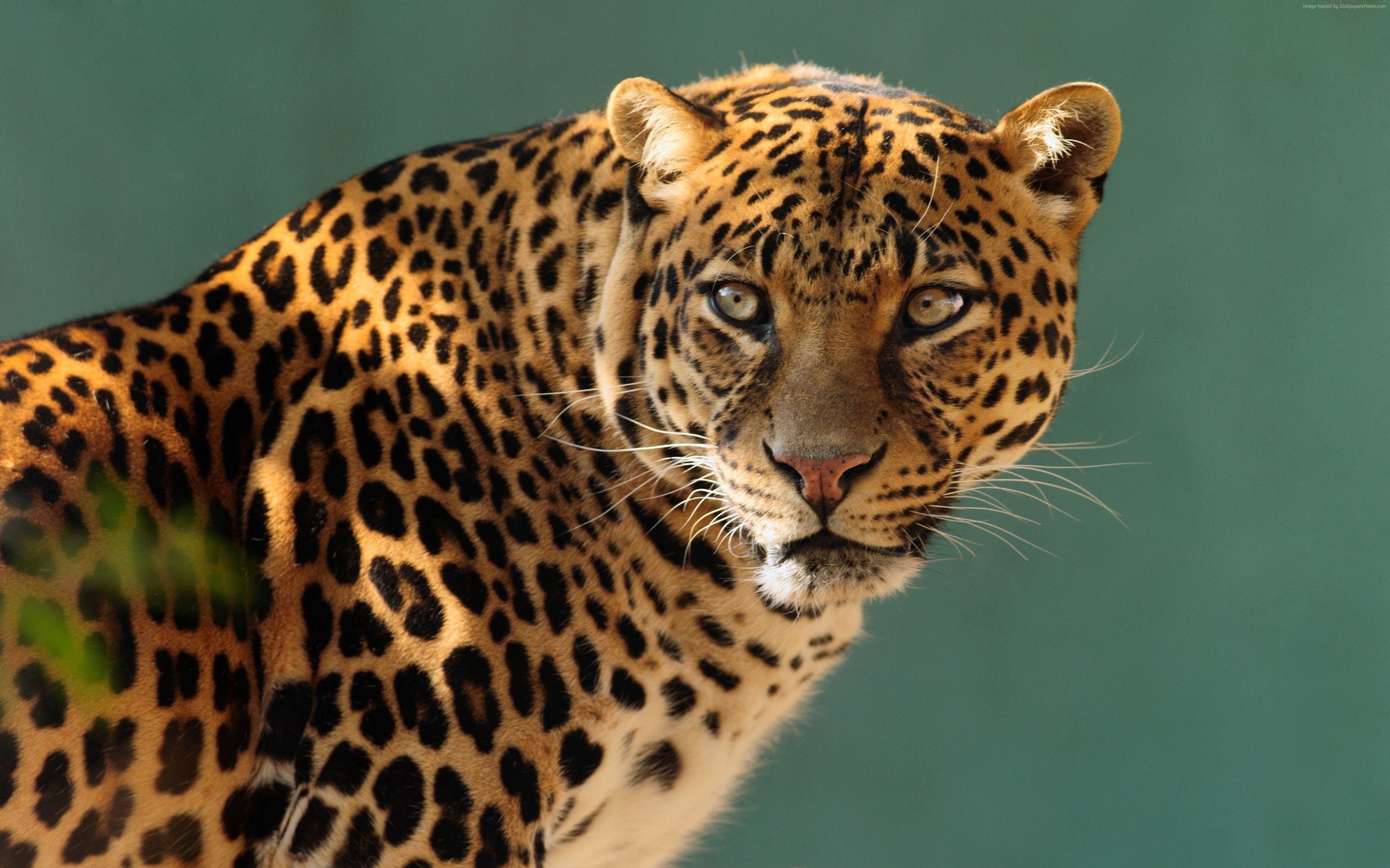 Wallpaper jaguar, wild, cat, face, Animals Wallpaper Download